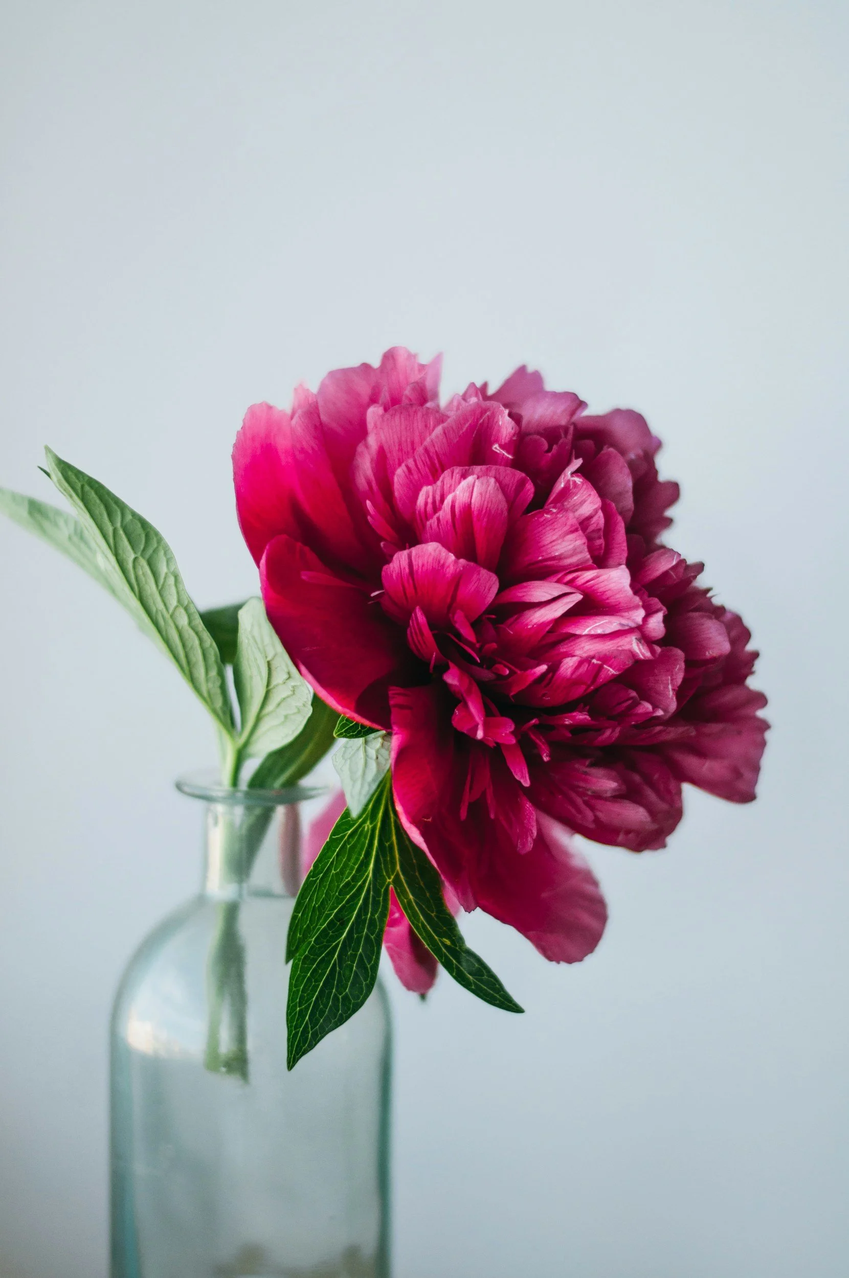 Close-up of a pink flower in a clear glass vase with green leaves against a plain background.