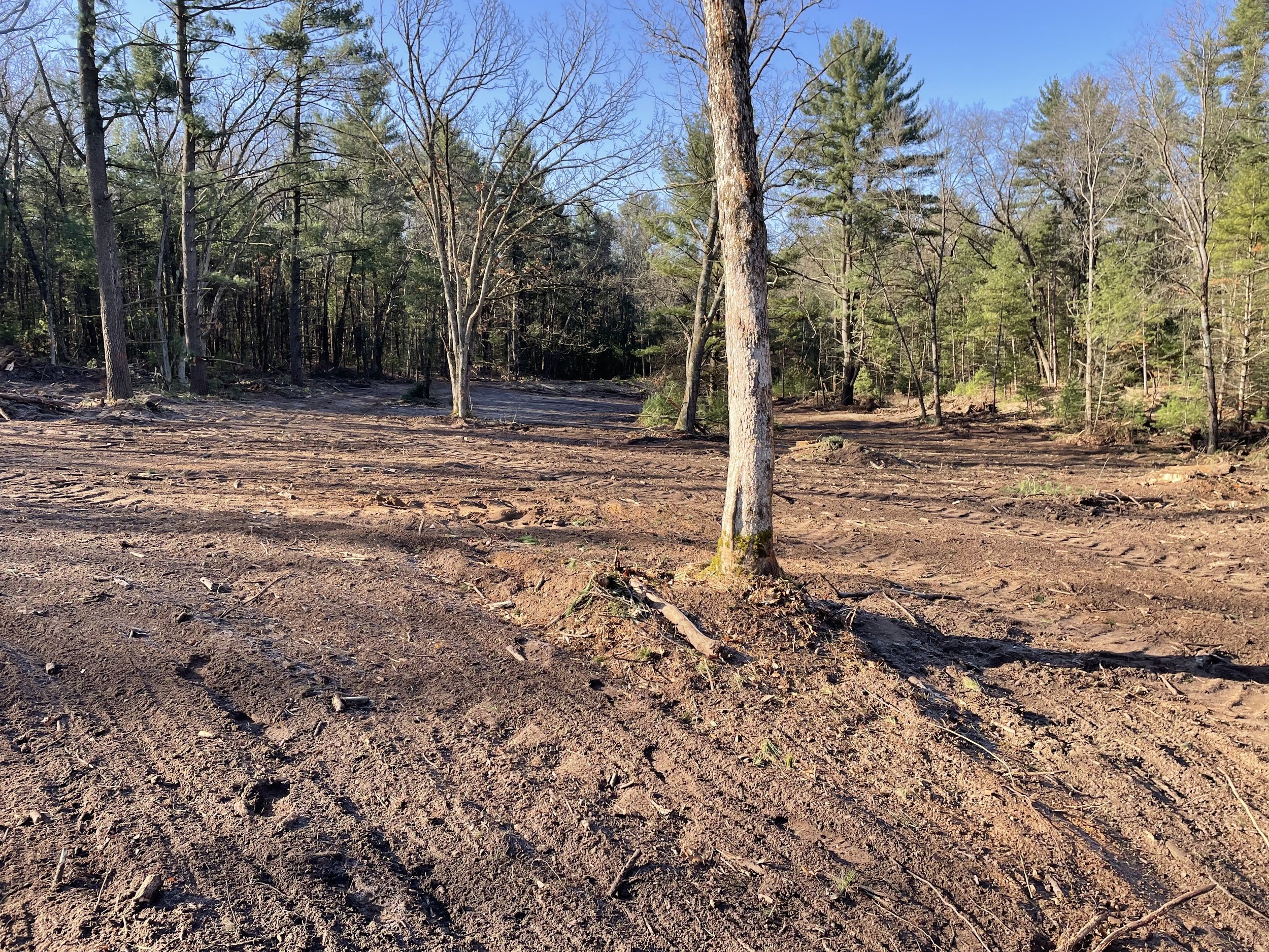 Land clearing and soil preparation for Karner blue butterfly habitat.
