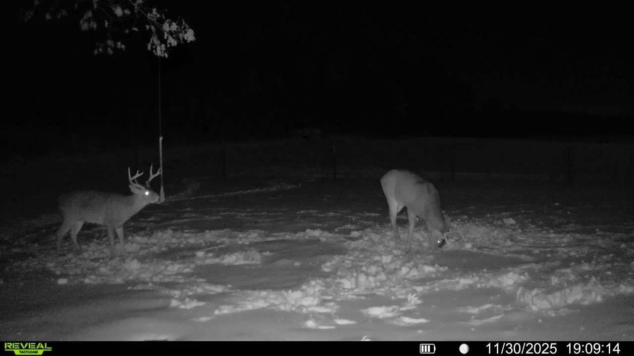 Buck checking a scrape within a food plot.