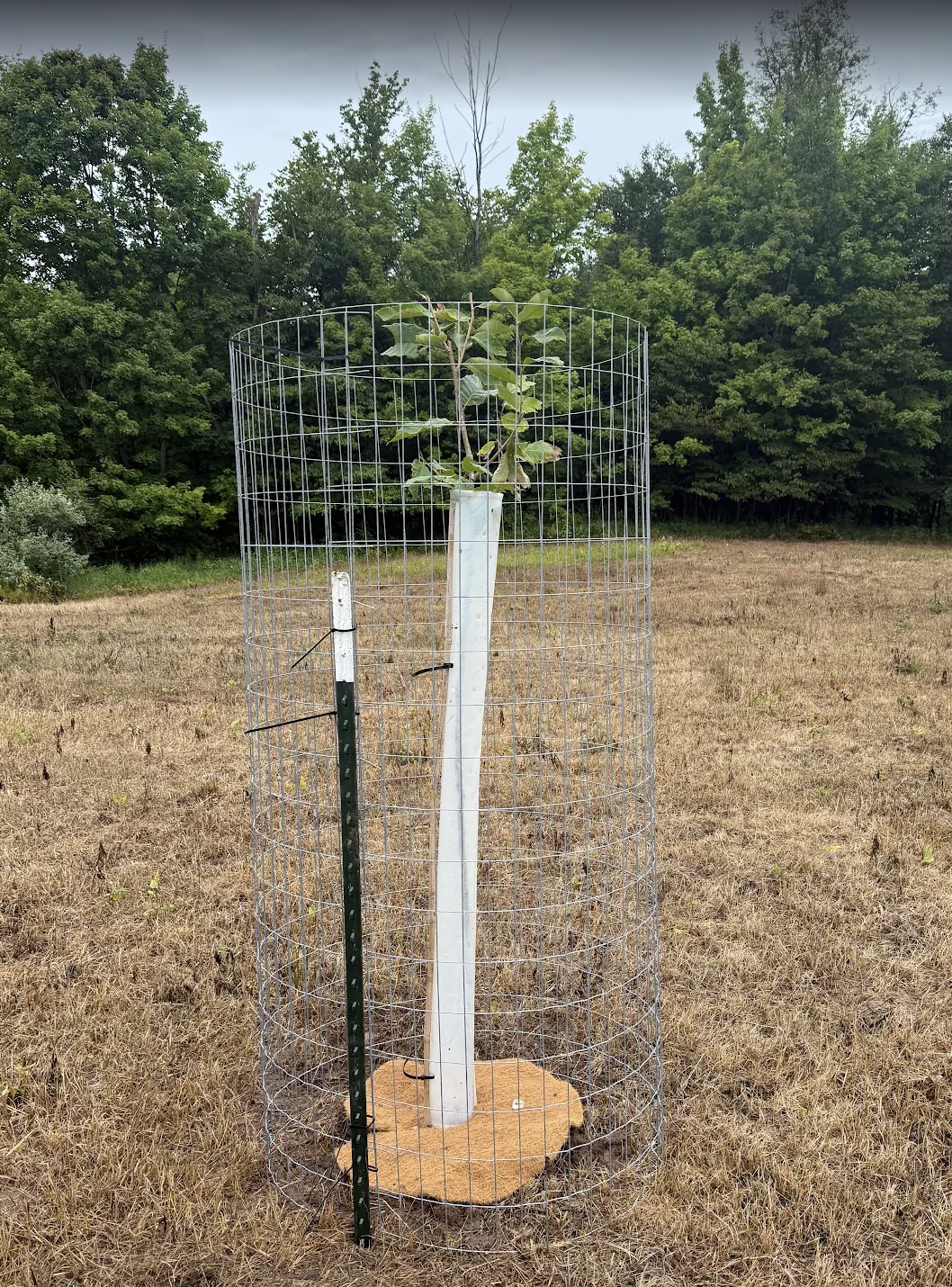 Chestnut tree planted with a tree tube, coconut mat and cage.