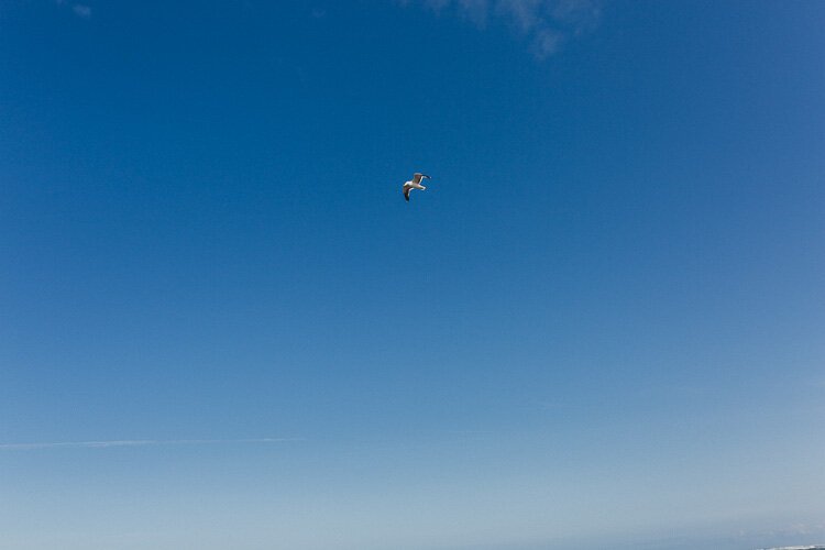 Seagull Flying at Seaside Washington 