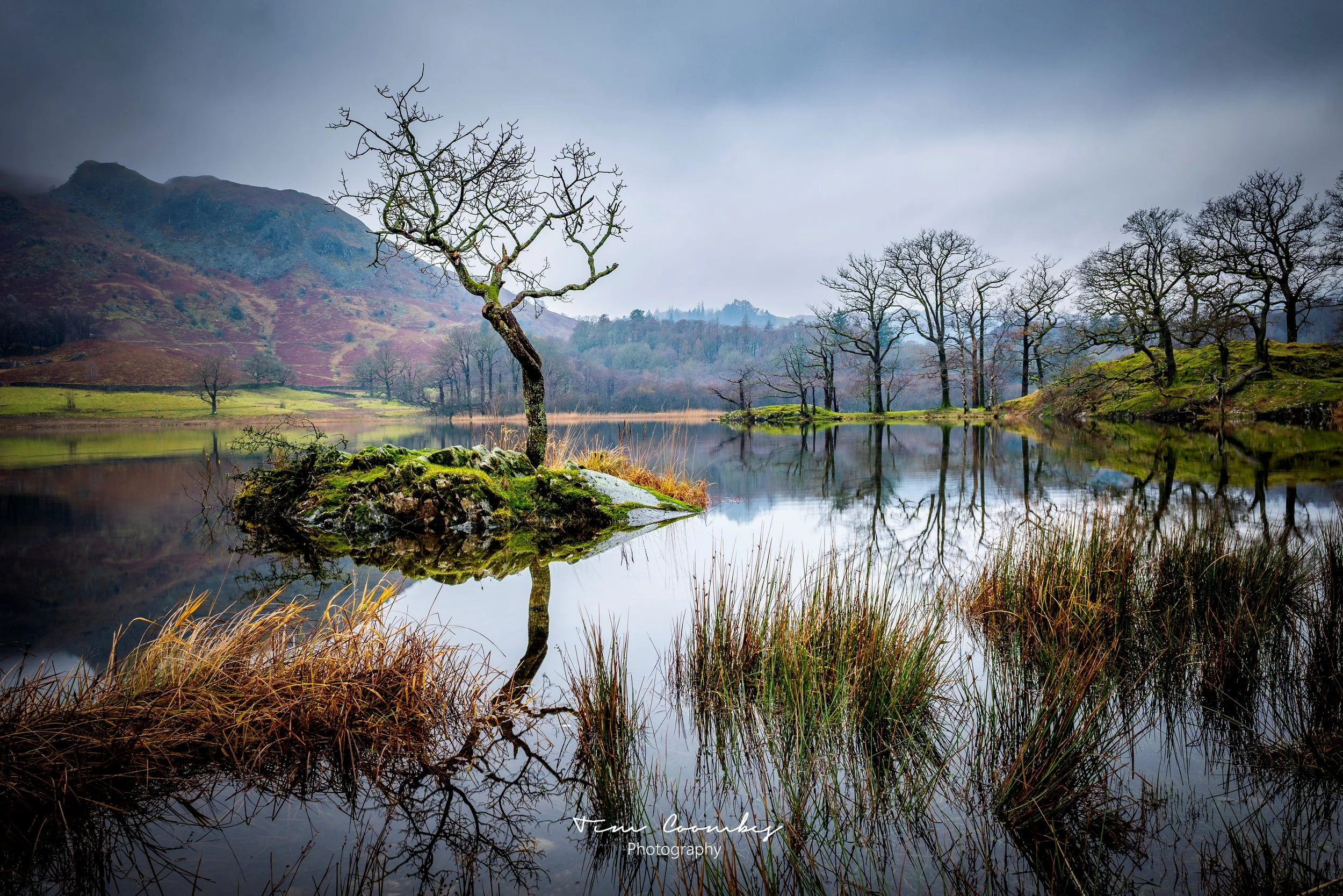 Island Tree - Rydal Water