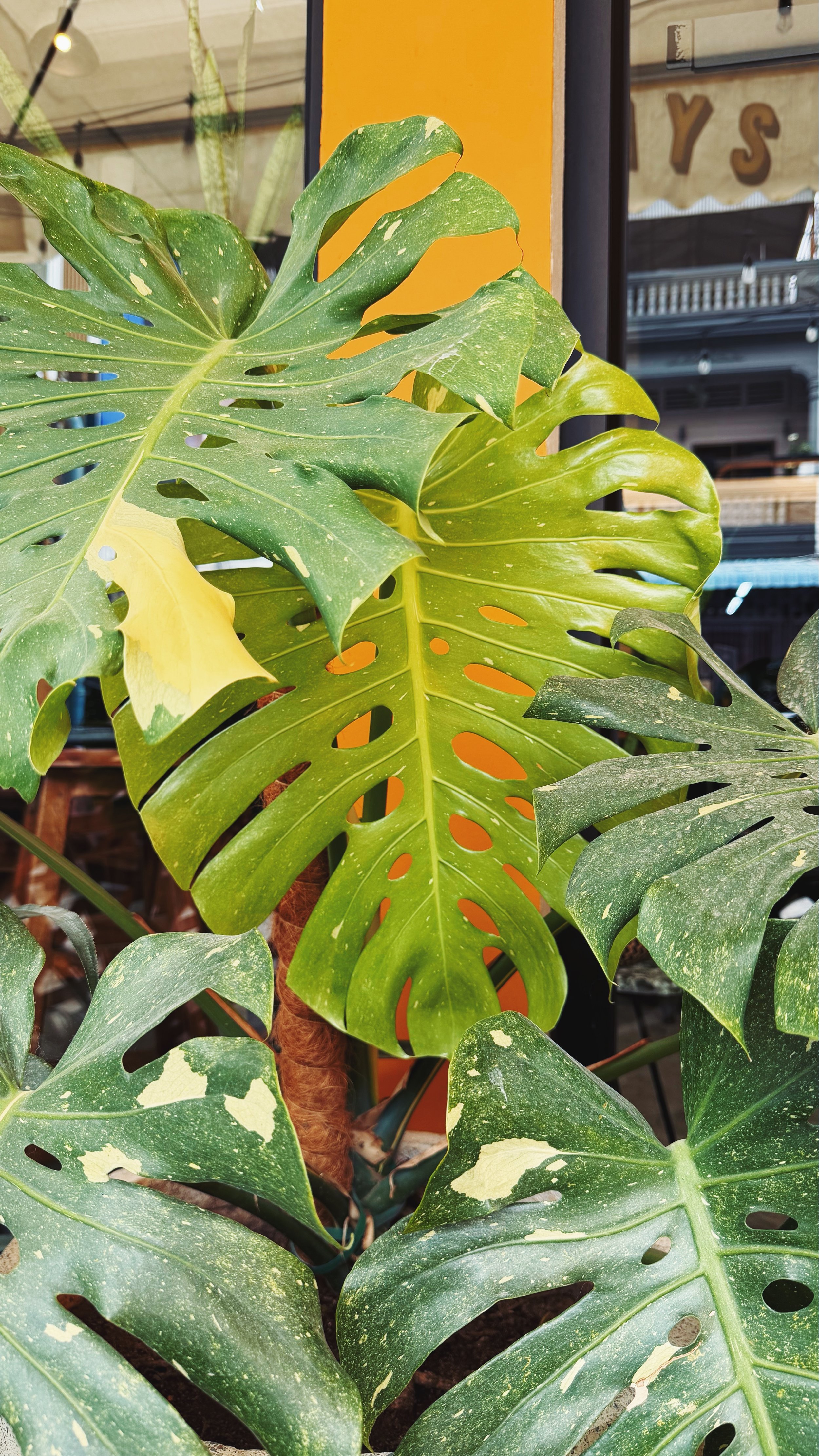 Close-up of multi-colored variegated Monstera plant leaves, with some leaves showing green, yellow, and white patches, inside a cafe or restaurant with orange wall and visible window in the background.