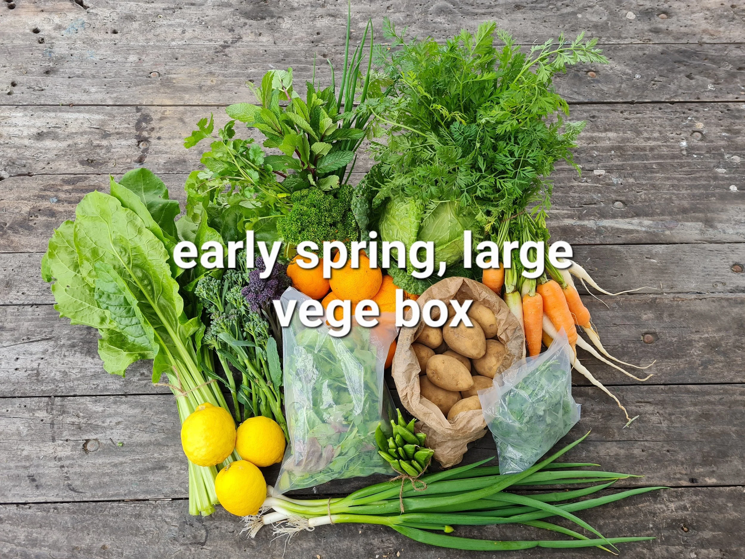 early spring, large vege box.jpg