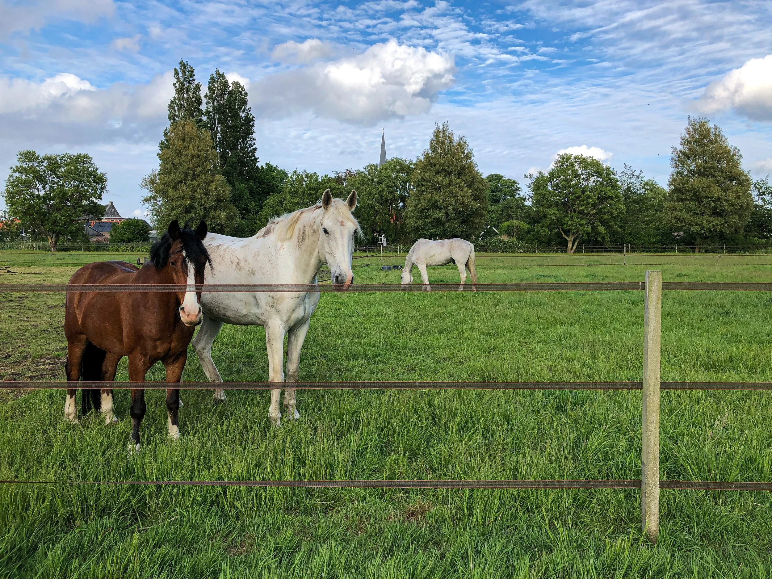 Paarden op de wei — Living Horse Museum