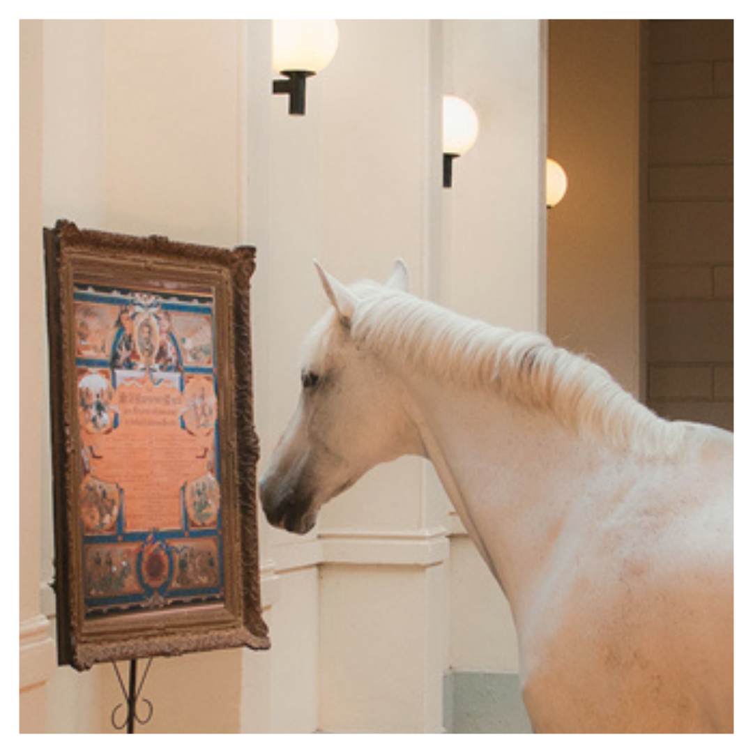 Openingstijden — Living Horse Museum