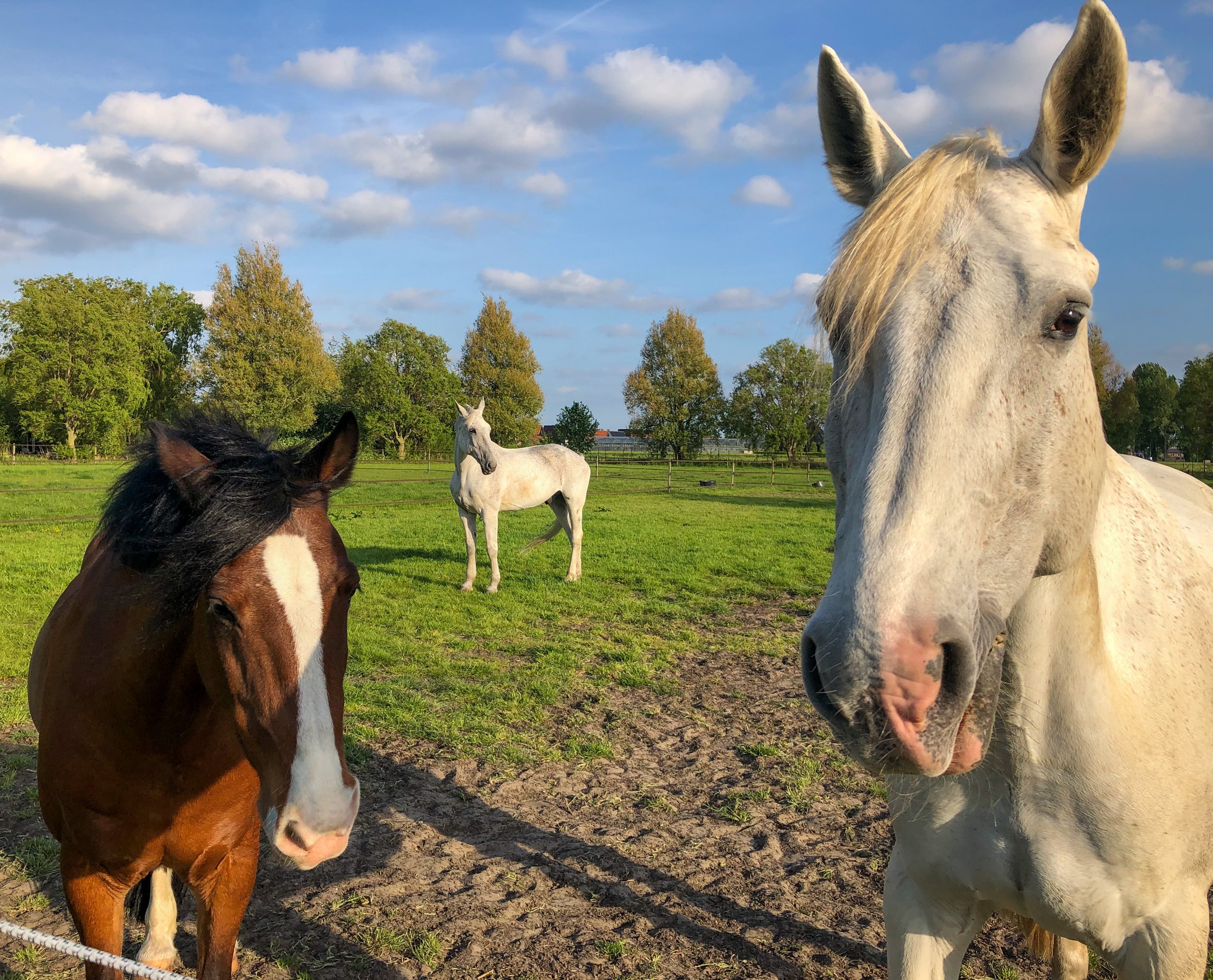 Paarden op de wei — Living Horse Museum
