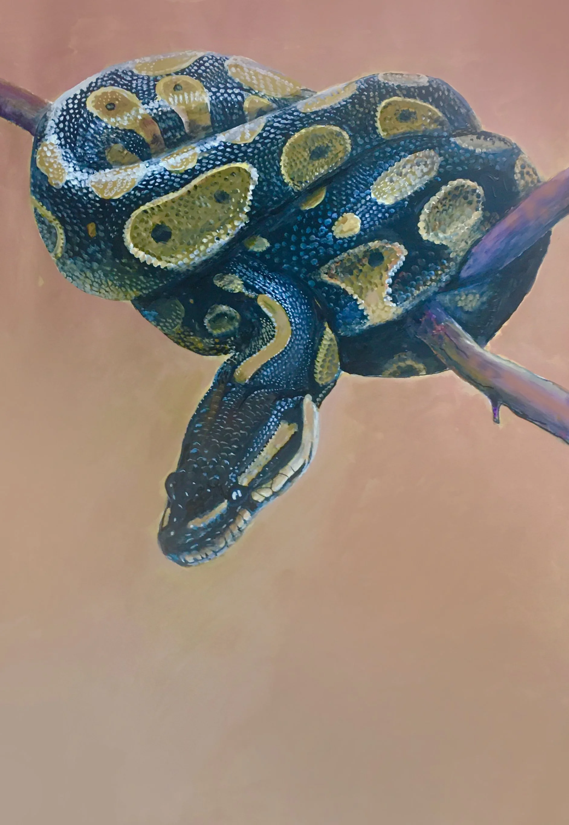 Python royal, un amour de serpent ! 100x70