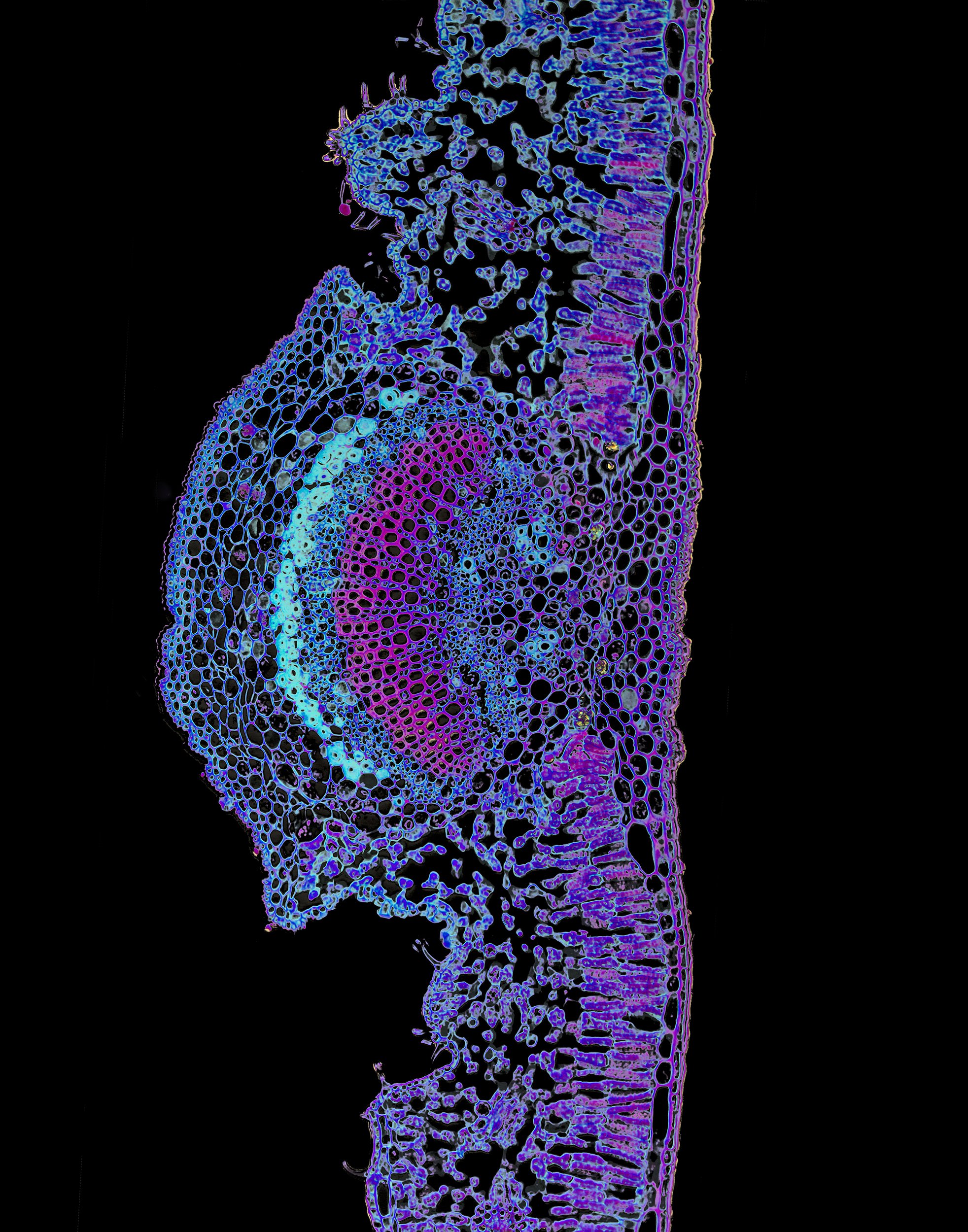 Nerium Oleander Leaf, (Modified Nature) 2015, 24” x 20” - Archival Pigment Print