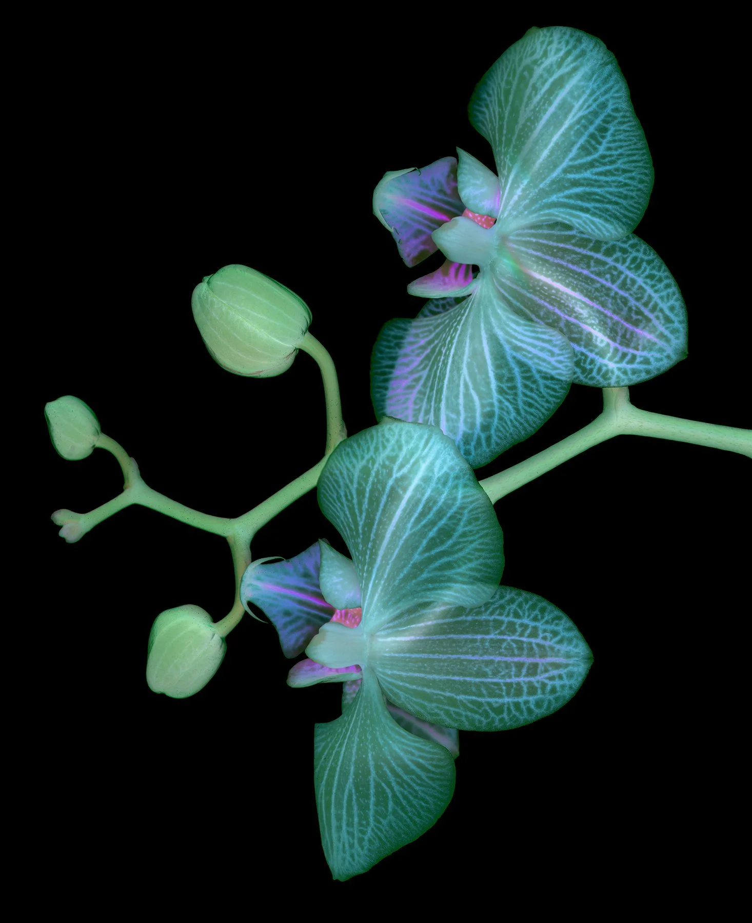 Orchidaceae Scan, 2022 - Archival Pigment Print