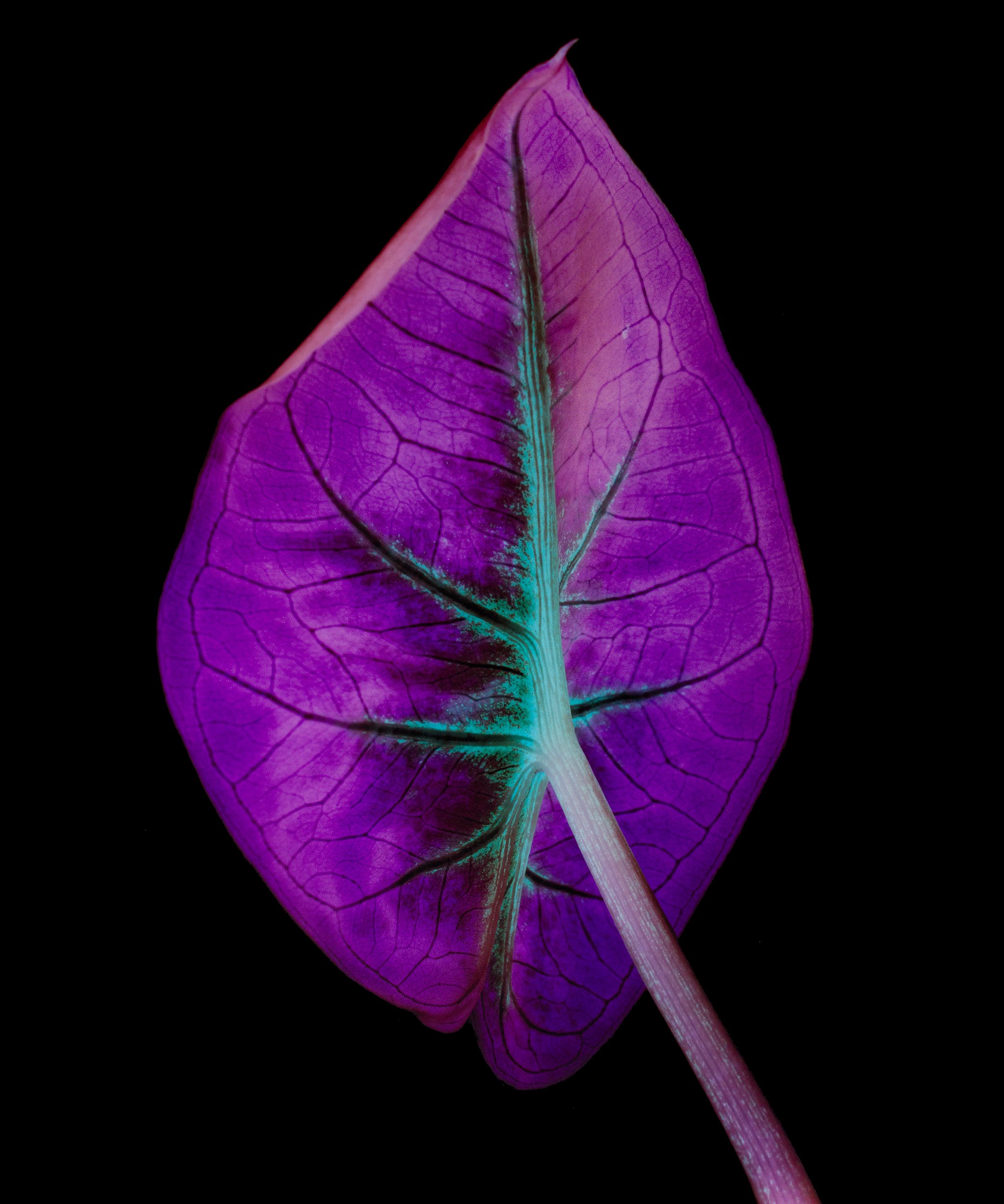 Caladium, Rosebud, Angel Wings, 2024, 24" x 20", Analog Chromogenic Photogram