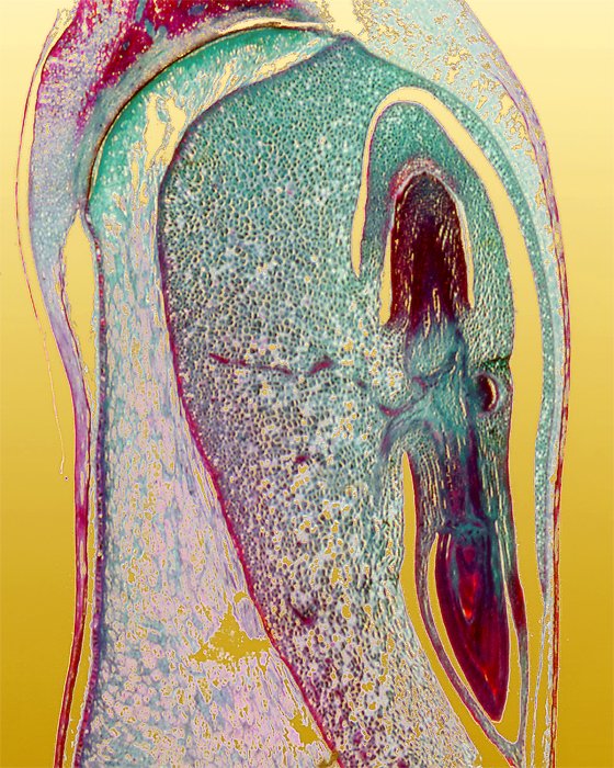 Corn Grain Zea, 2004, 14" x 11" - Chromogenic Color Print