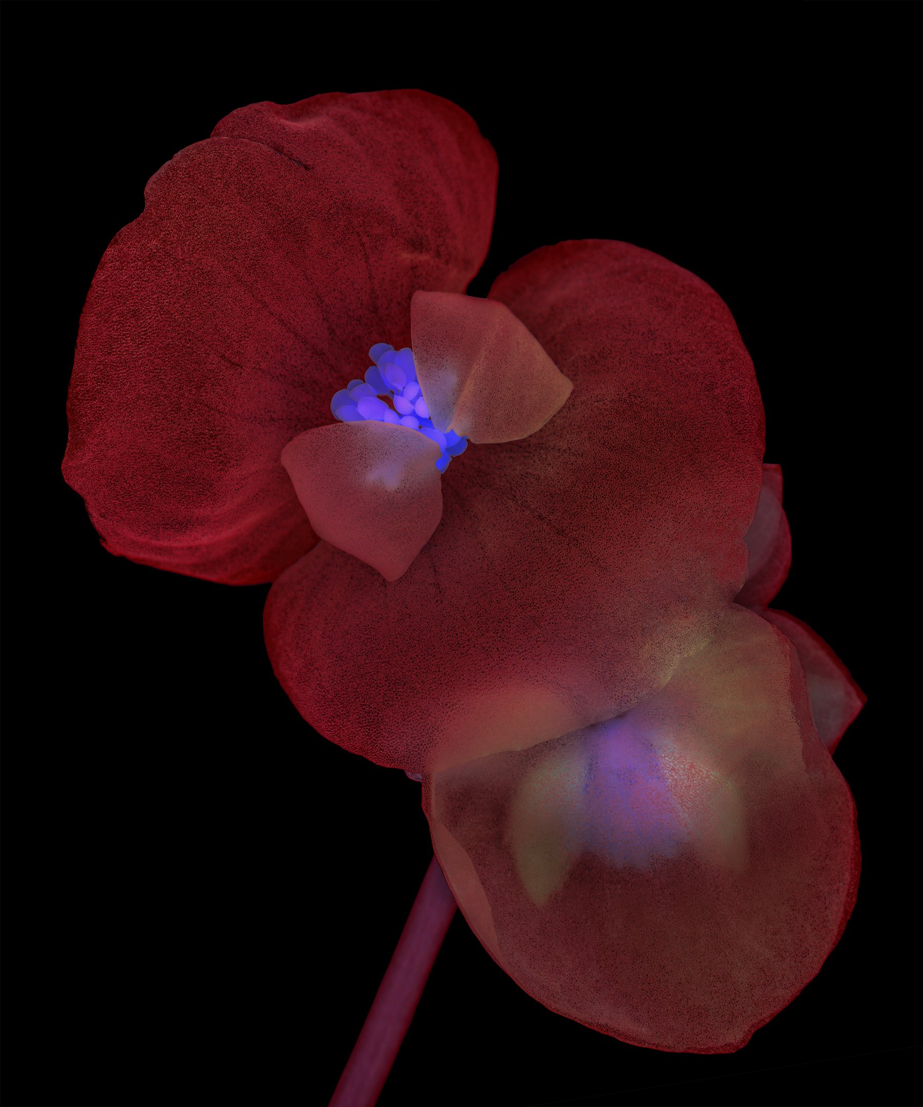 Begonia x Benariensis Flower Scan, 2021 - Archival Pigment Print