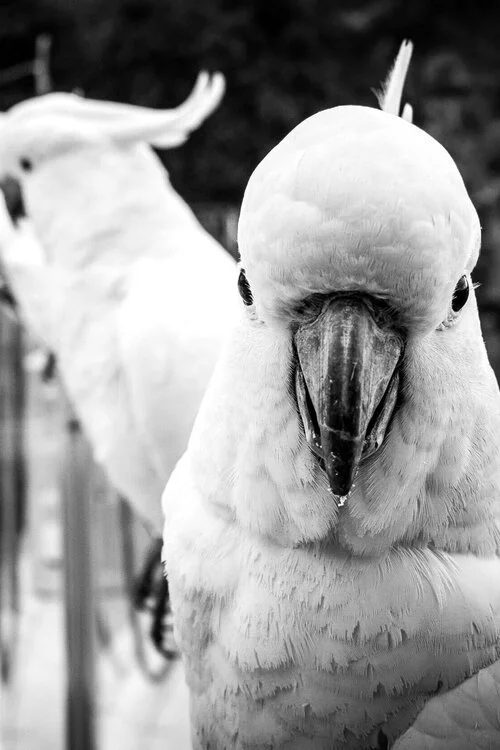 Private Jets to Hamilton Island