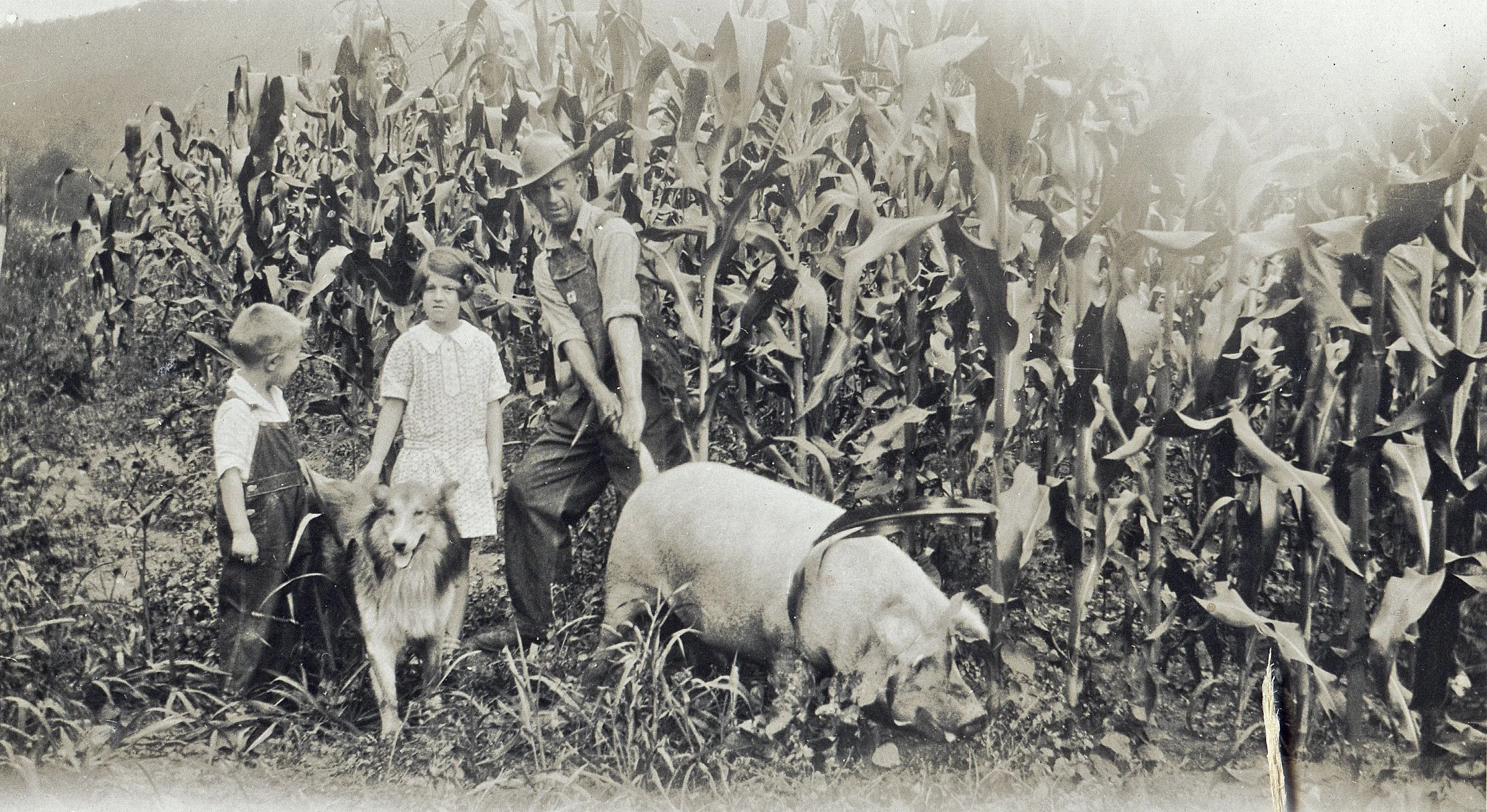 Livestock on the Move — Haywood Snapshot Project