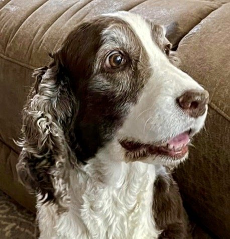 Meet Bella - Adopted