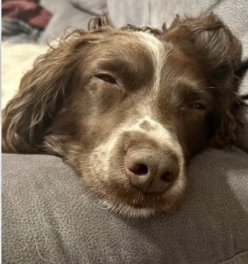 Meet Stache - Adopted