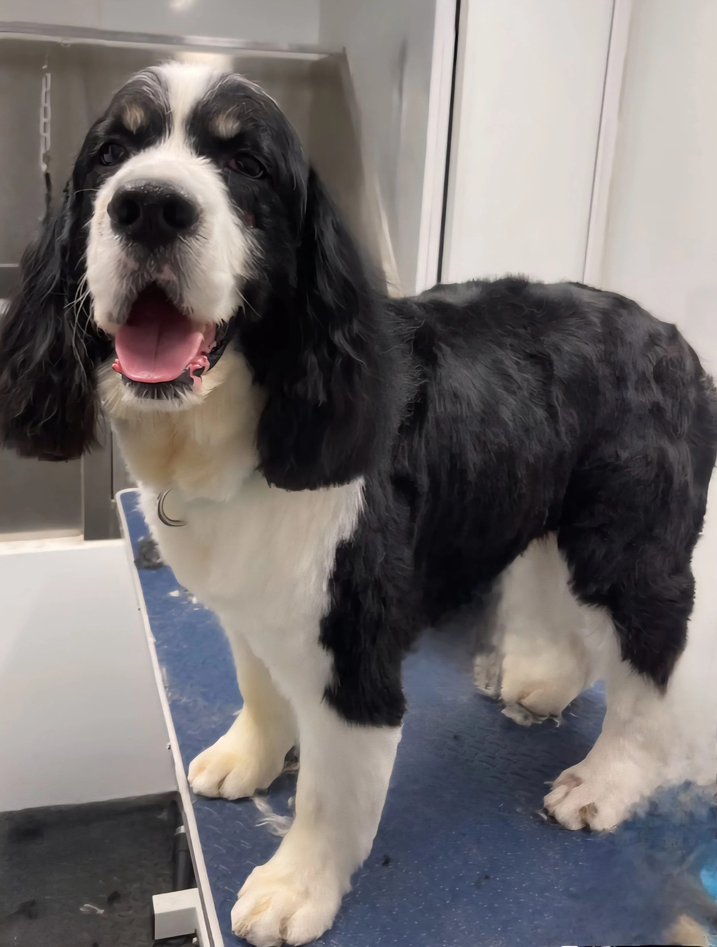 Resized_image000001 (1).jpeg