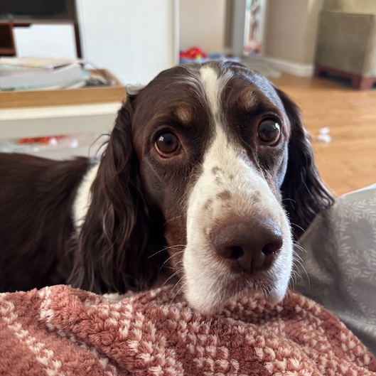 Meet Ranger