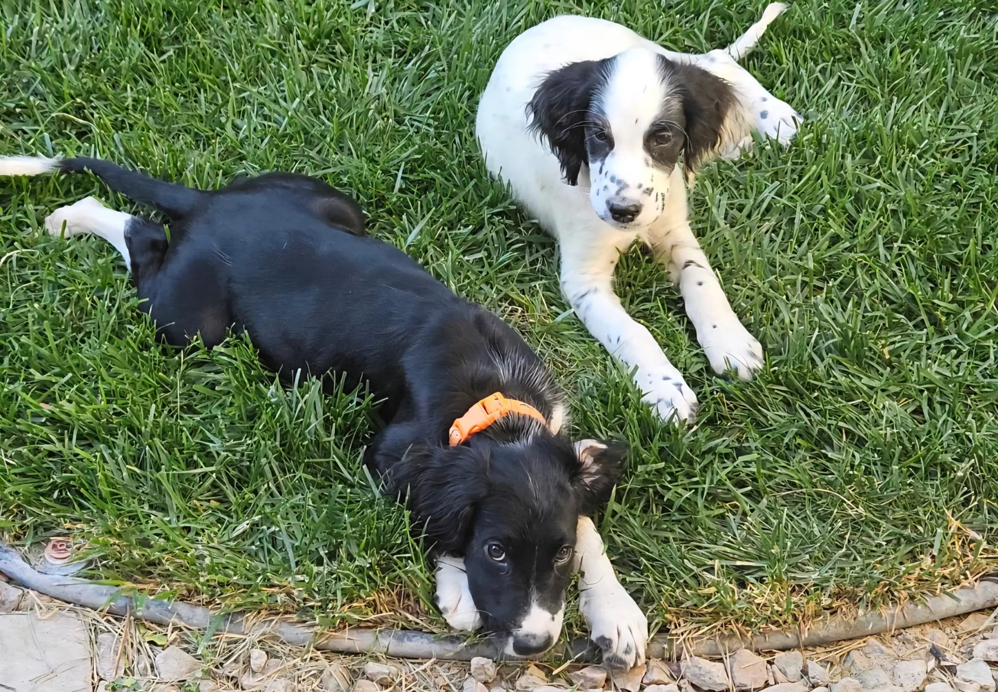 Meet Sonny &amp; River