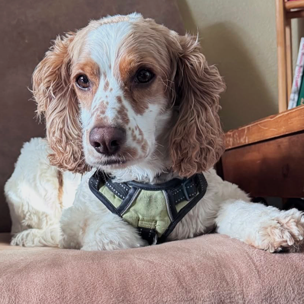 Meet Barry - ADOPTED