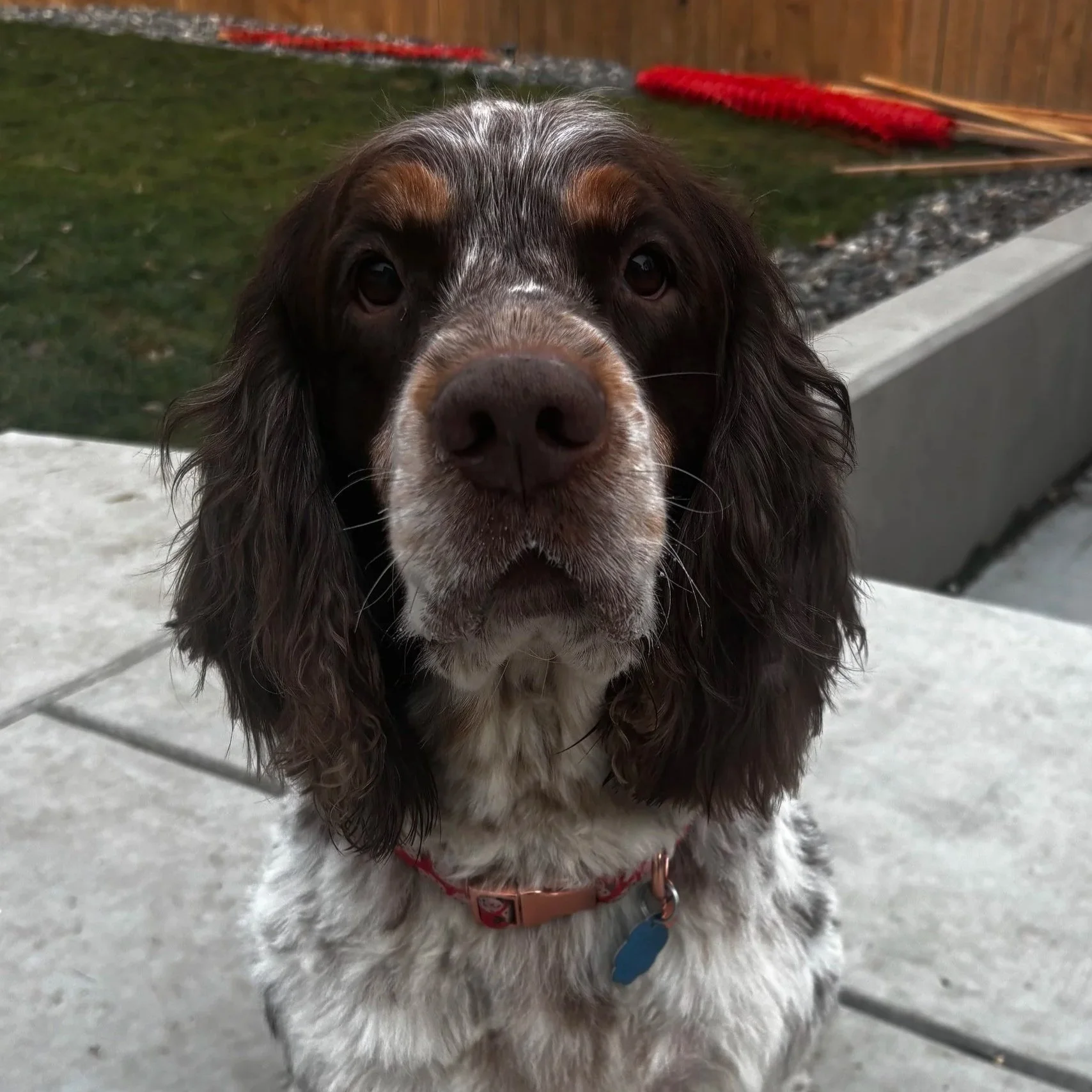 Meet Dixie- Adopted