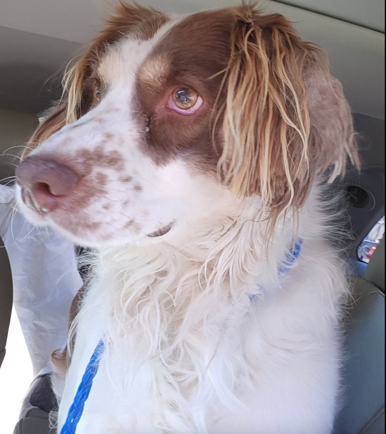 Meet Bowie