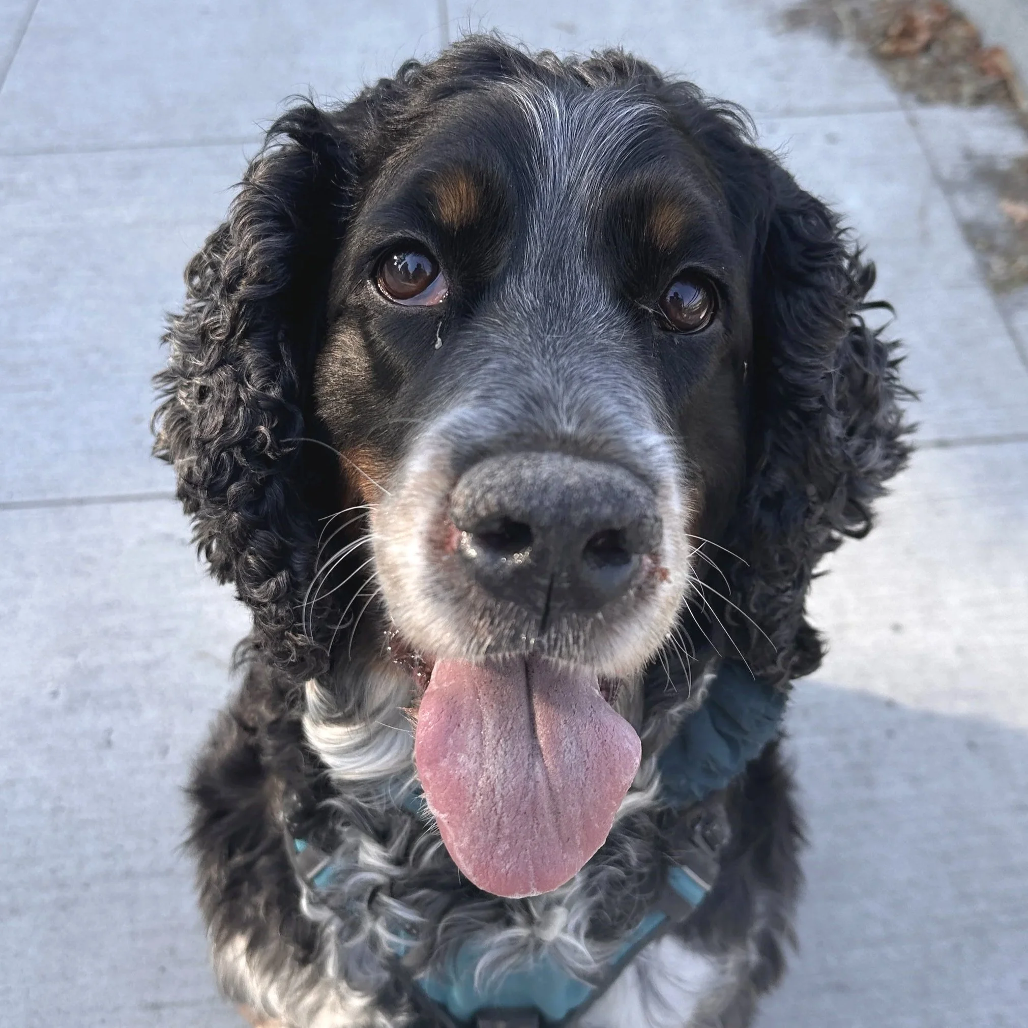 Meet Kona