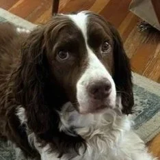 Meet Bobbie