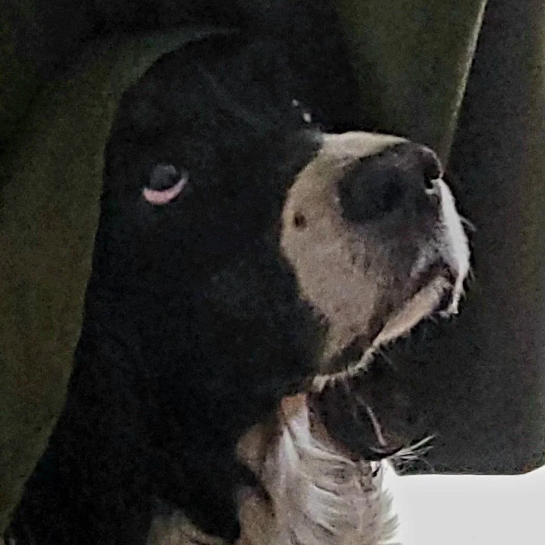 Meet Lucy
