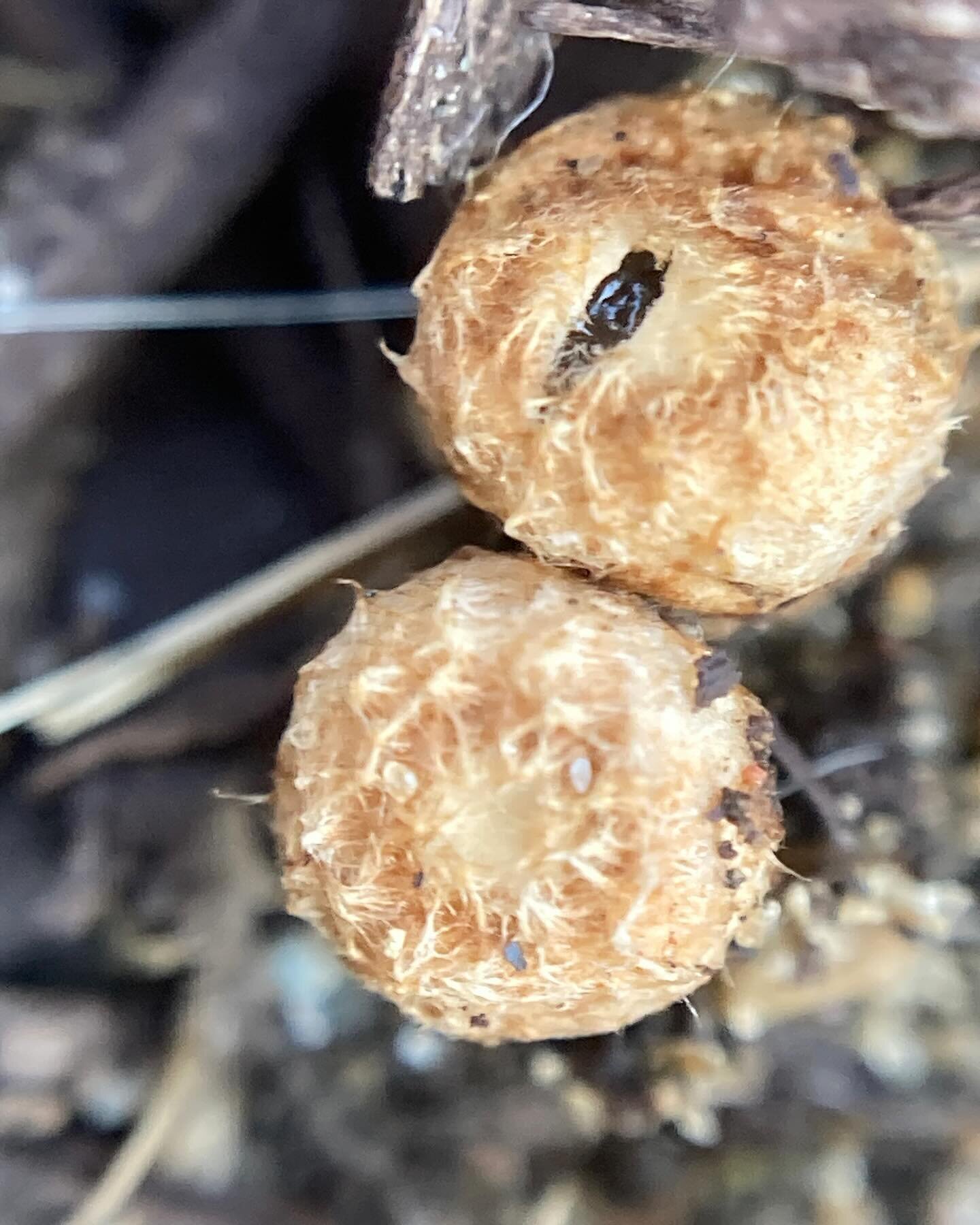 On 10/21/23, we met up at Oz Park. We walked around the park and the surrounding blocks. We found some cool things!!

1 - Cyathus stercoreus, still encased. The birds nests. Mead was telling the club about these before we found them.
2 - possibly Ros