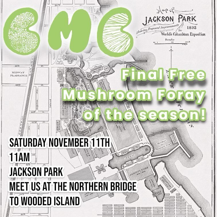 November 11th, 2023 at 11am!
Meet us on the northern bridge to the Wooded Island at Jackson Park!

This is our final official outdoor foray of the year, so come and see some mushrooms while they still exist, our timing should be perfect!

In the upco