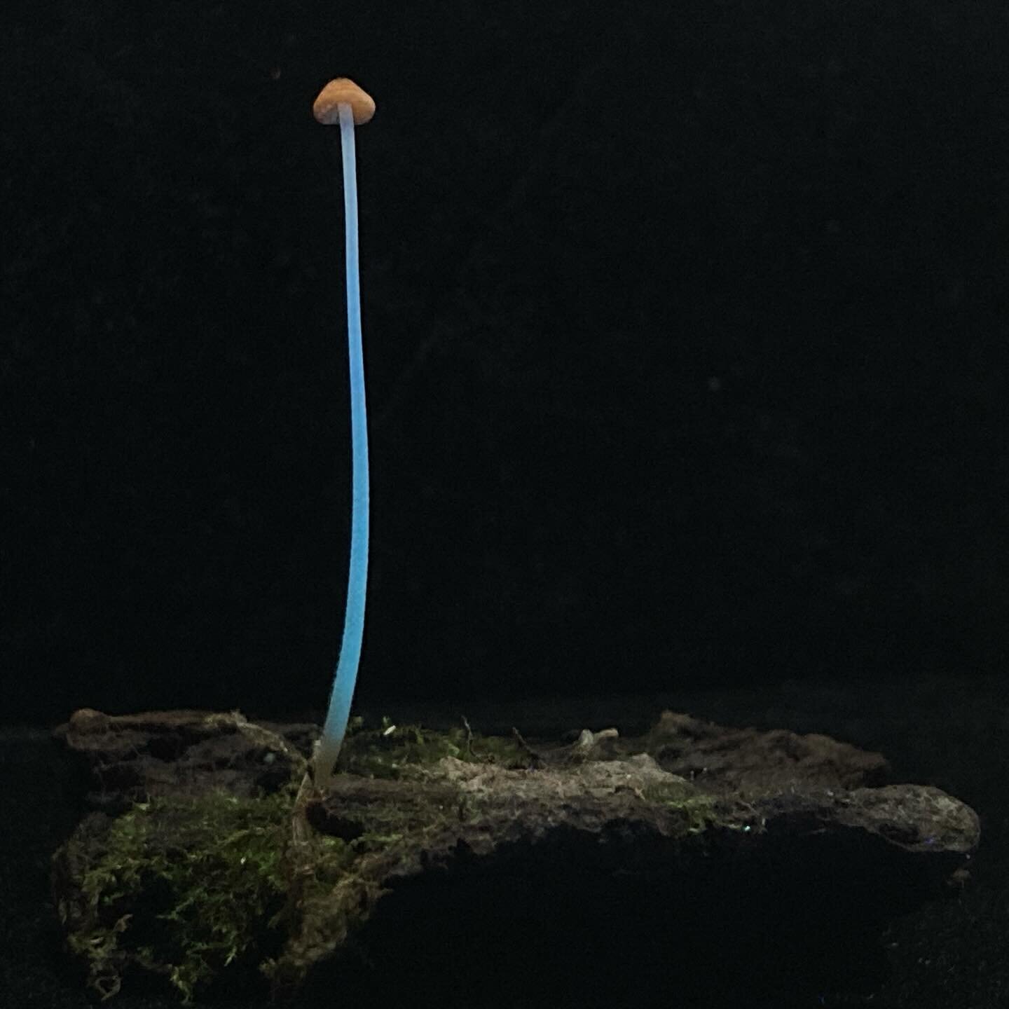 We&rsquo;re not certain what this mushroom is,
wagering Mycenaceae,
maybe Atheniella.

Found on the outskirts of West Chicago,
growing from hardwood bark.

It displays a beautiful blue glow under 365nm UV light. The peachy cap compliments this nicely