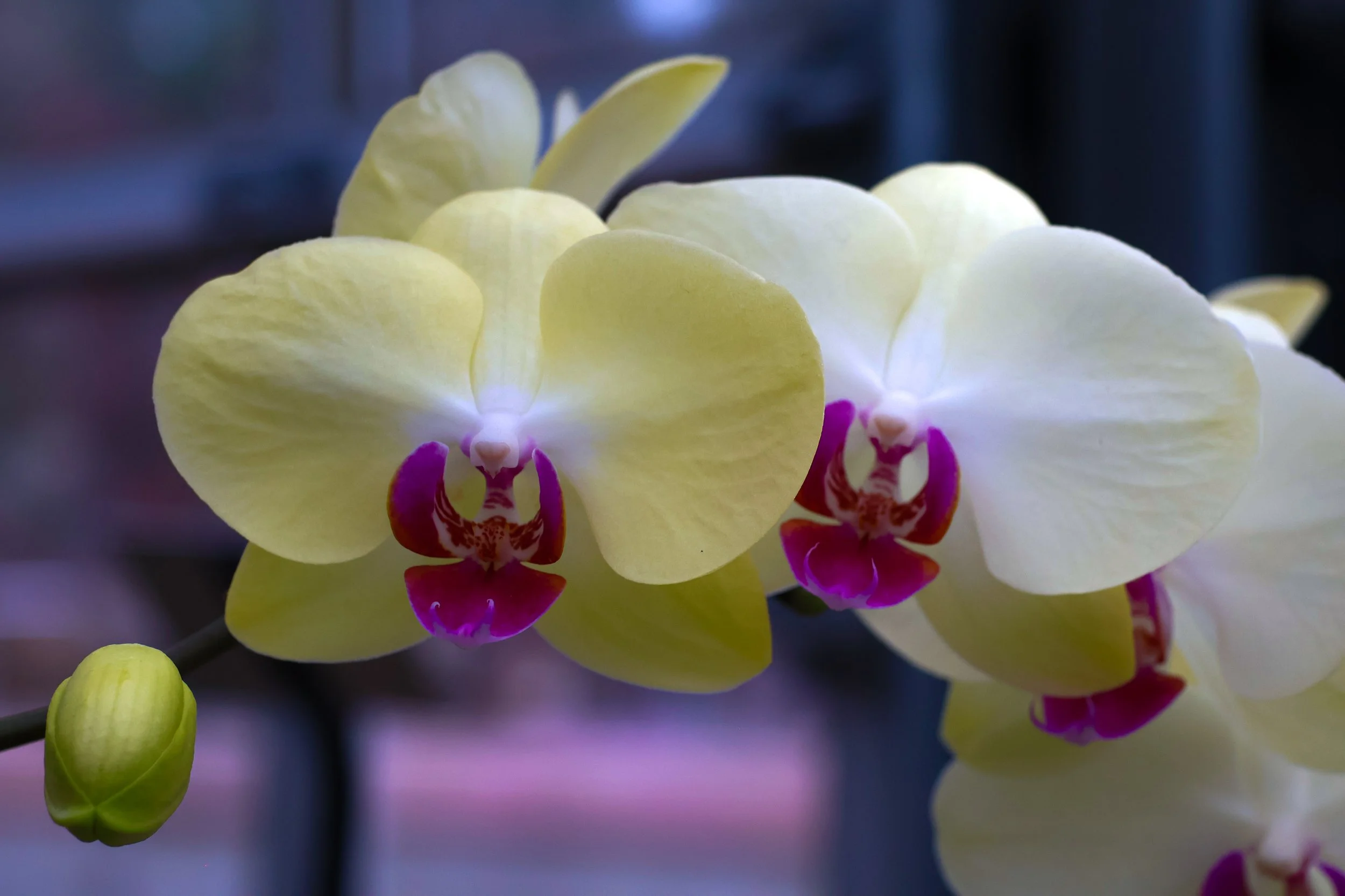 Growth Duality //  Specs:  Photography, Canon EOS R10 RF-S18-150mm   