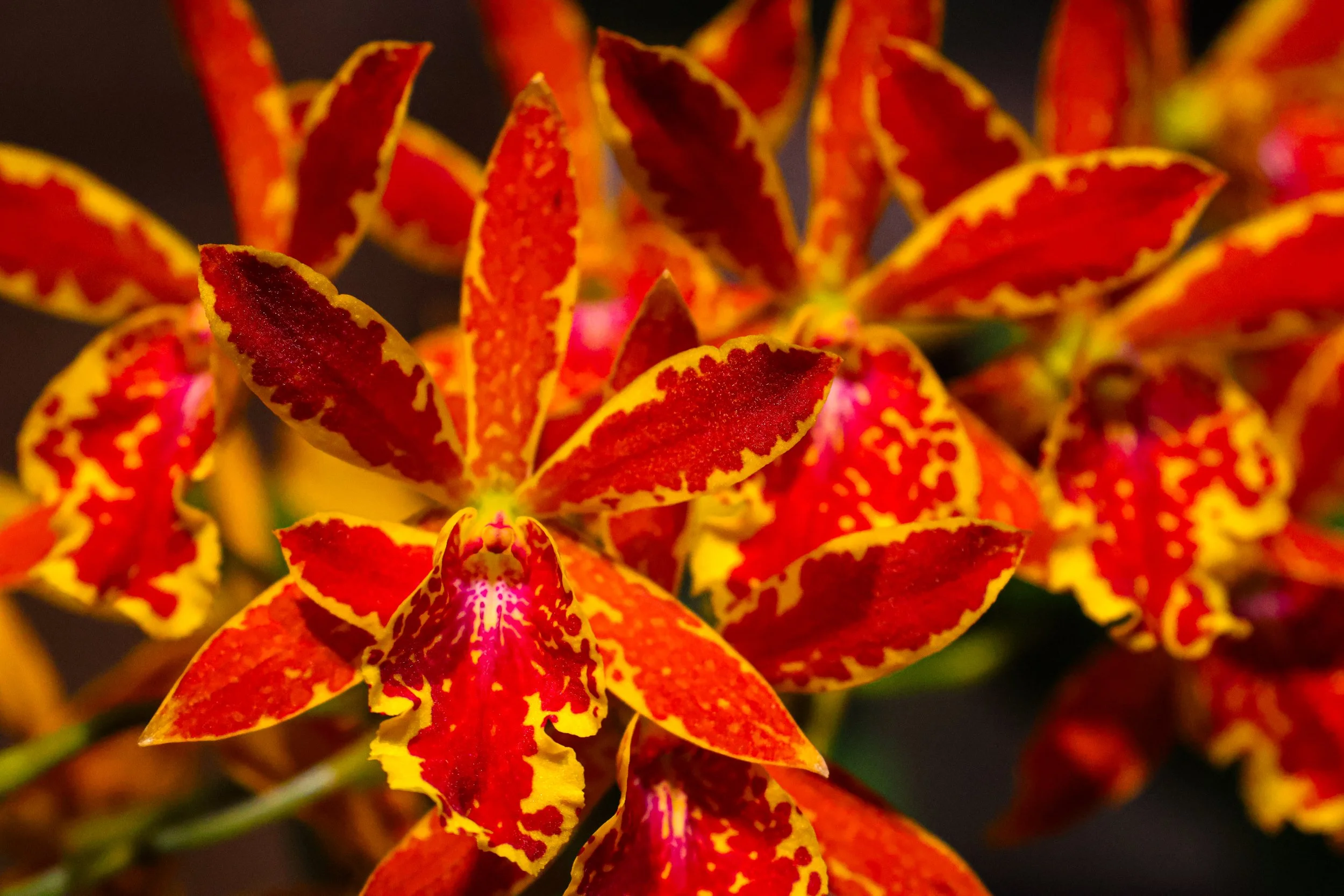 Sunburst //  Specs:  Photography, Canon EOS R10 RF-S18-150mm   