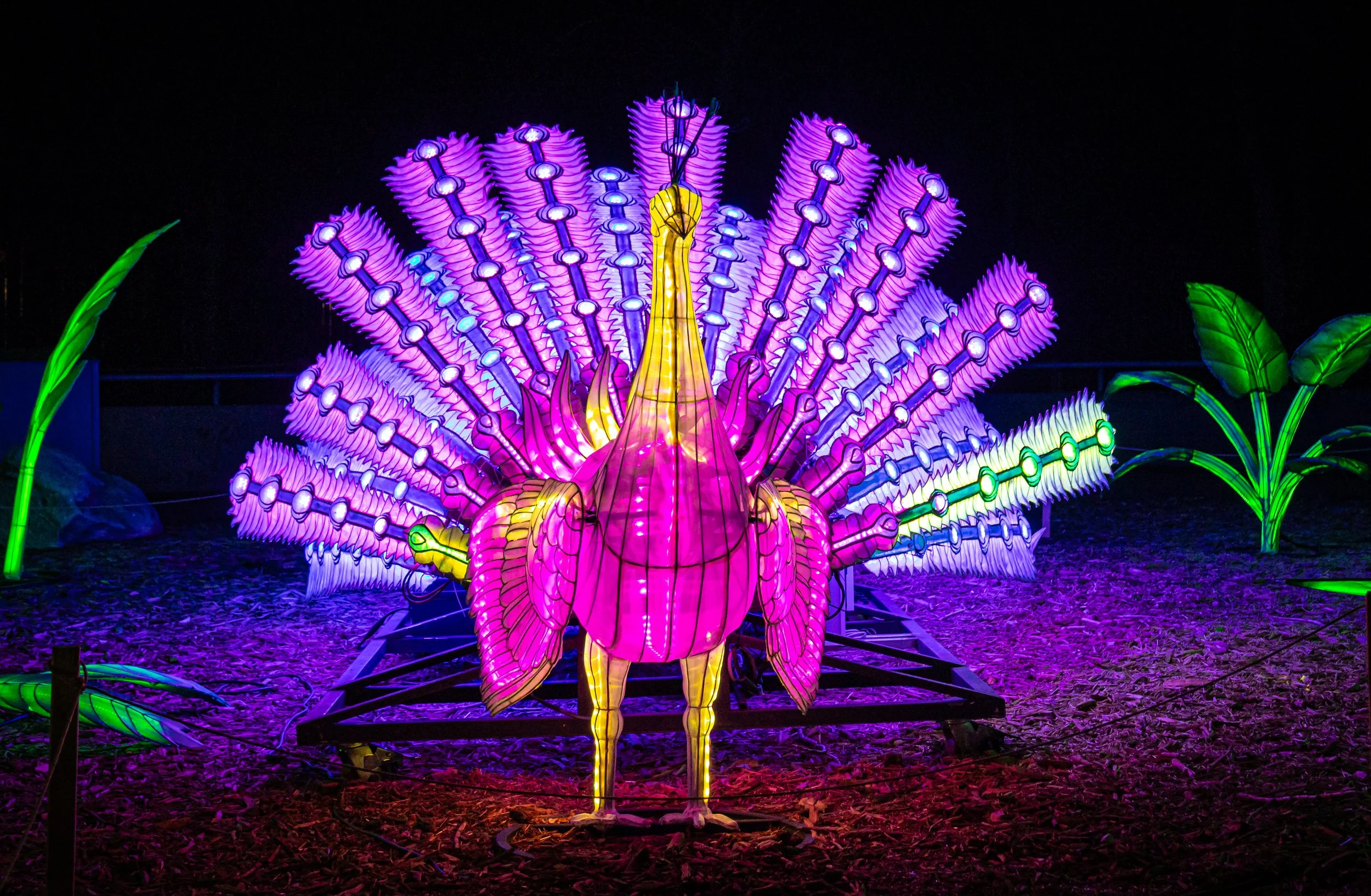 Plumed //  Specs:  Photography, Canon EOS R10 RF-S18-150mm   