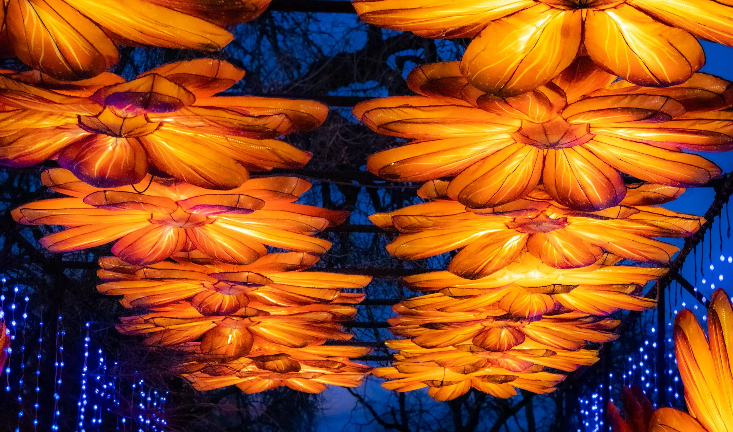 Petalfall //  Specs:  Photography, Canon EOS R10 RF-S18-150mm   