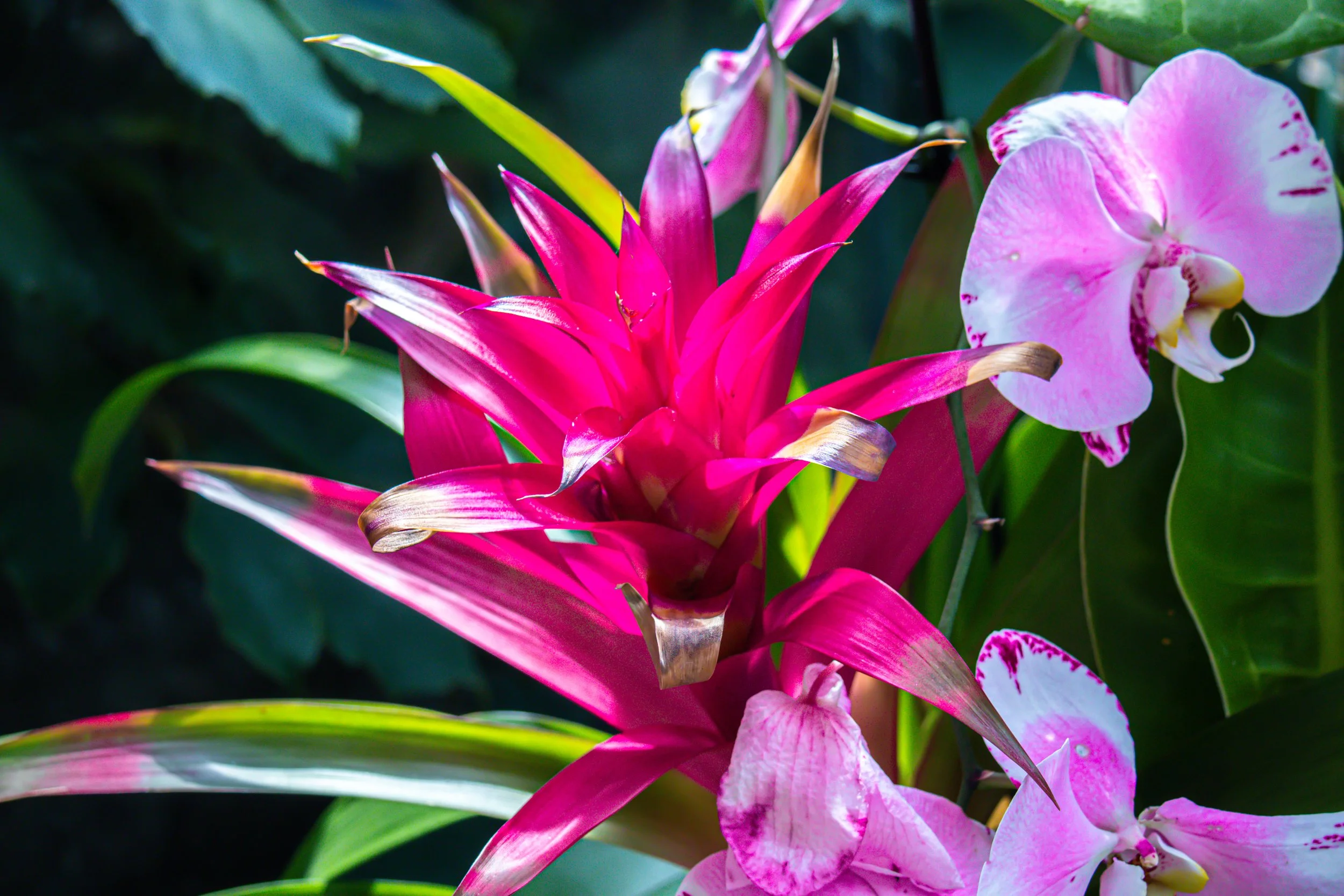 Fireworks //  Specs:  Photography, Canon EOS R10 RF-S18-150mm   