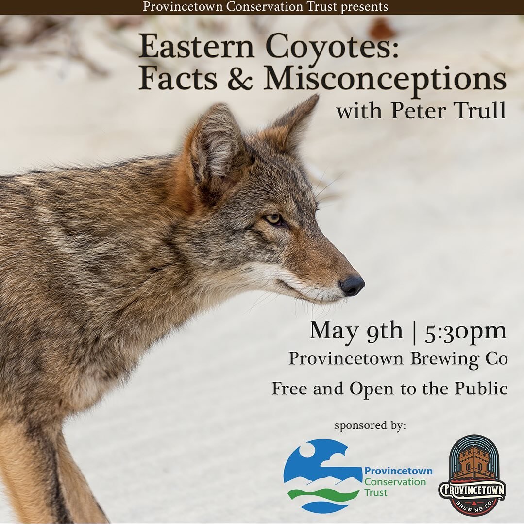 It&rsquo;s another taproom talked presented by @provincetownconservationtrust this Thursday. This one, led by Cape Cod naturalist @stormpetrull, is about our elusive howling neighbor the Eastern Coyote. Come learn some things with us!