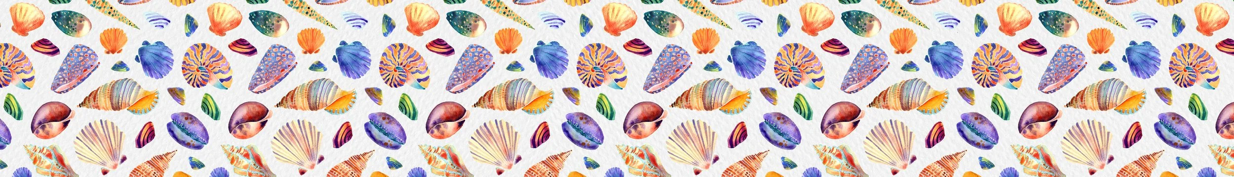 Colorful pattern of various seashells on a white background