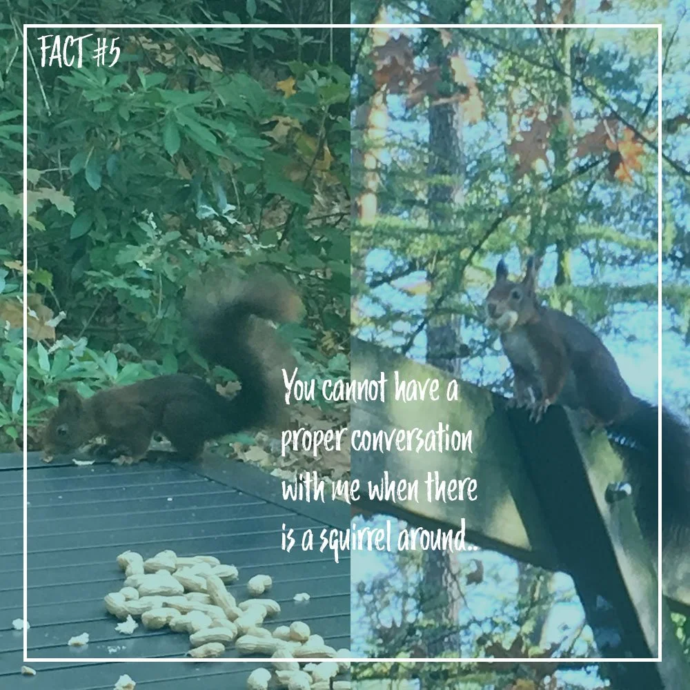 Two squirrels, one on the ground near peanuts and another on a tree branch, in a natural outdoor setting with trees and leaves. Overlay text reads: 'Fact #5: You cannot have a proper conversation with me when there is a squirrel around.'