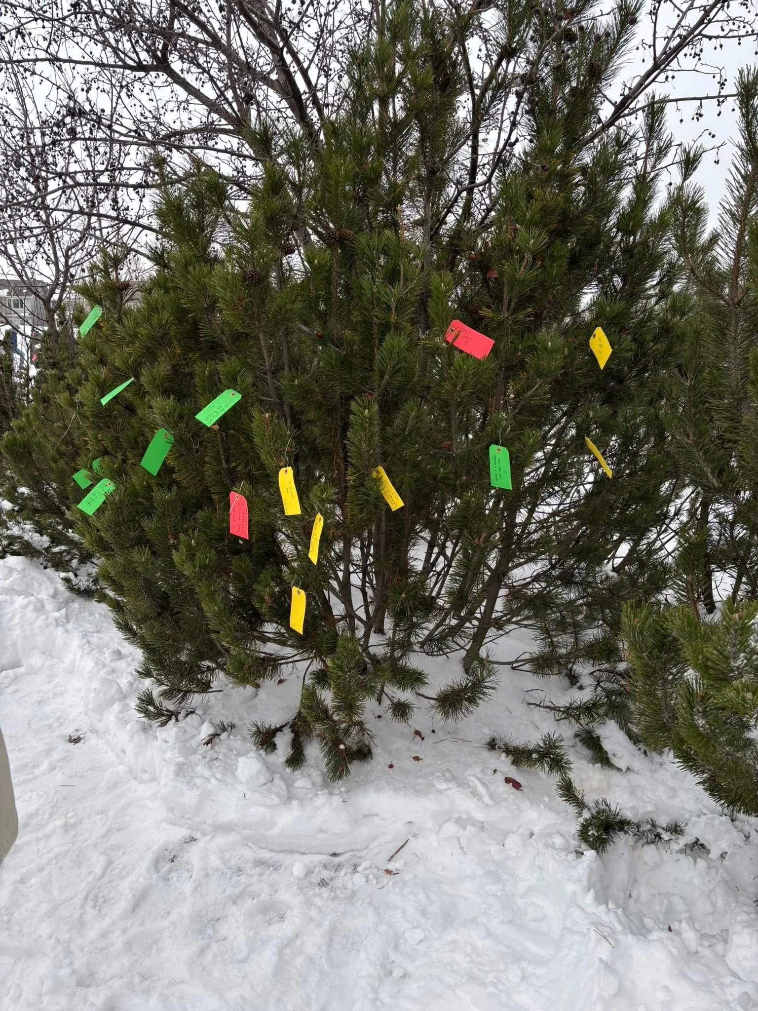 A decorated evergreen Christmas tree outdoors on snow-covered ground with colorful tags hanging from its branches.