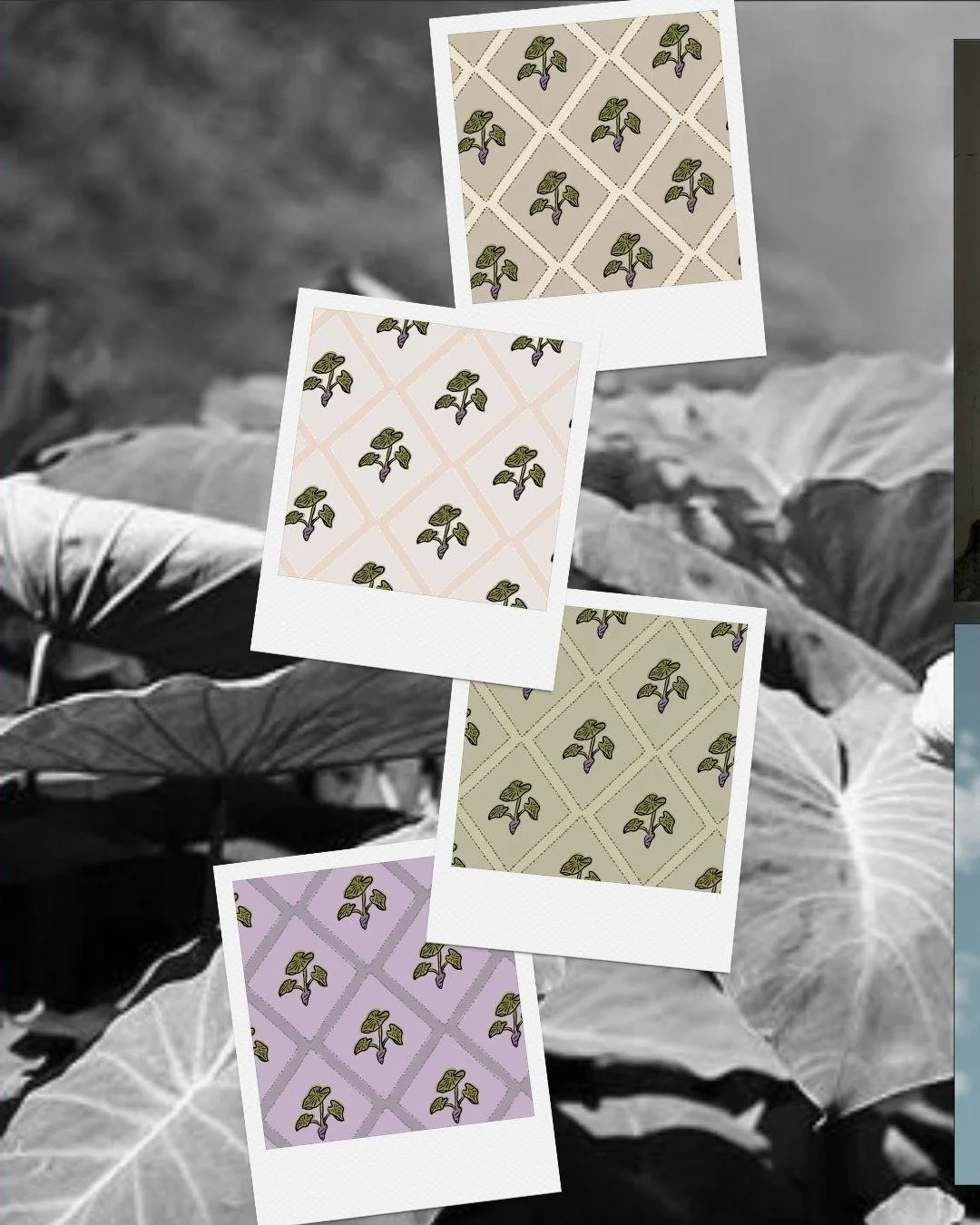 Kalo Harlequin Listing 2.jpg