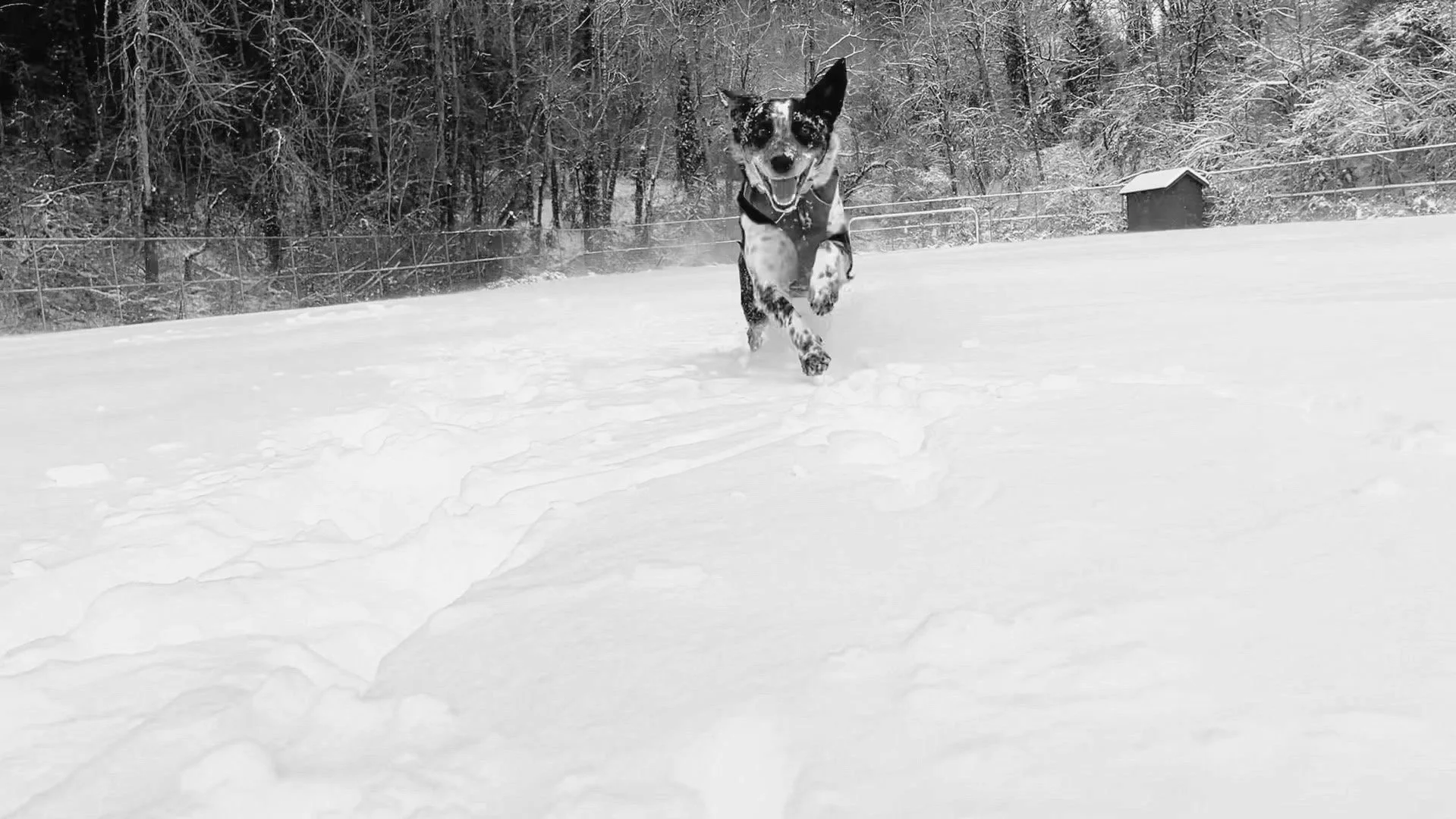 Grooming The Rex Project grooming-the-rex-project