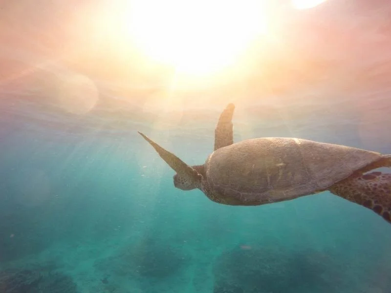 Sea Turtle Adventure Retreat - My Love for Turtles