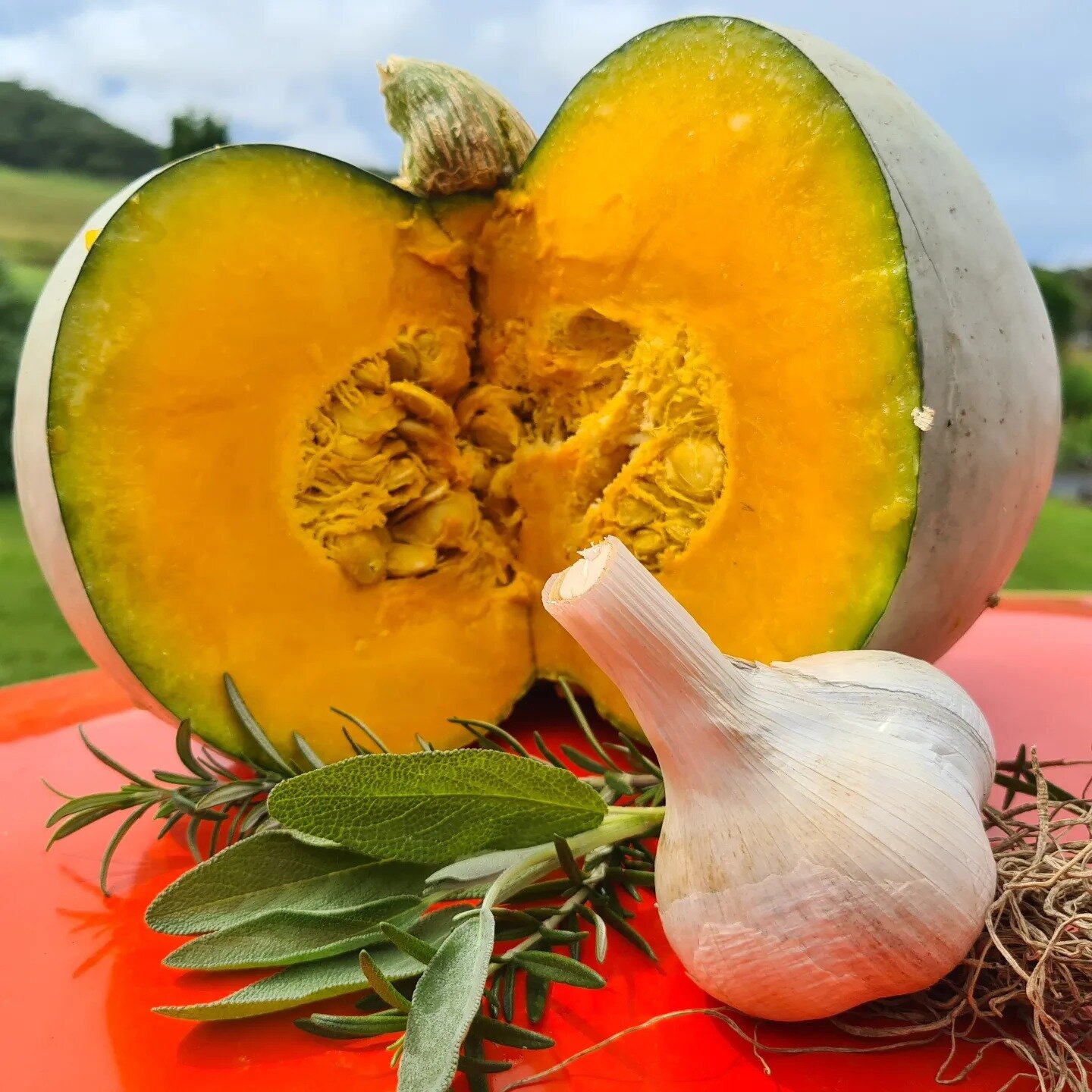 It's pumpkin pickin' time! And goodness, we have alot of them... Grown on organic principles, they're sweet and packed with flavour, come on over and grab yours!

#pumpkin #greypumpkin #paddocktoplate #tastyveggies #seasonalchange #harvesttime #thear