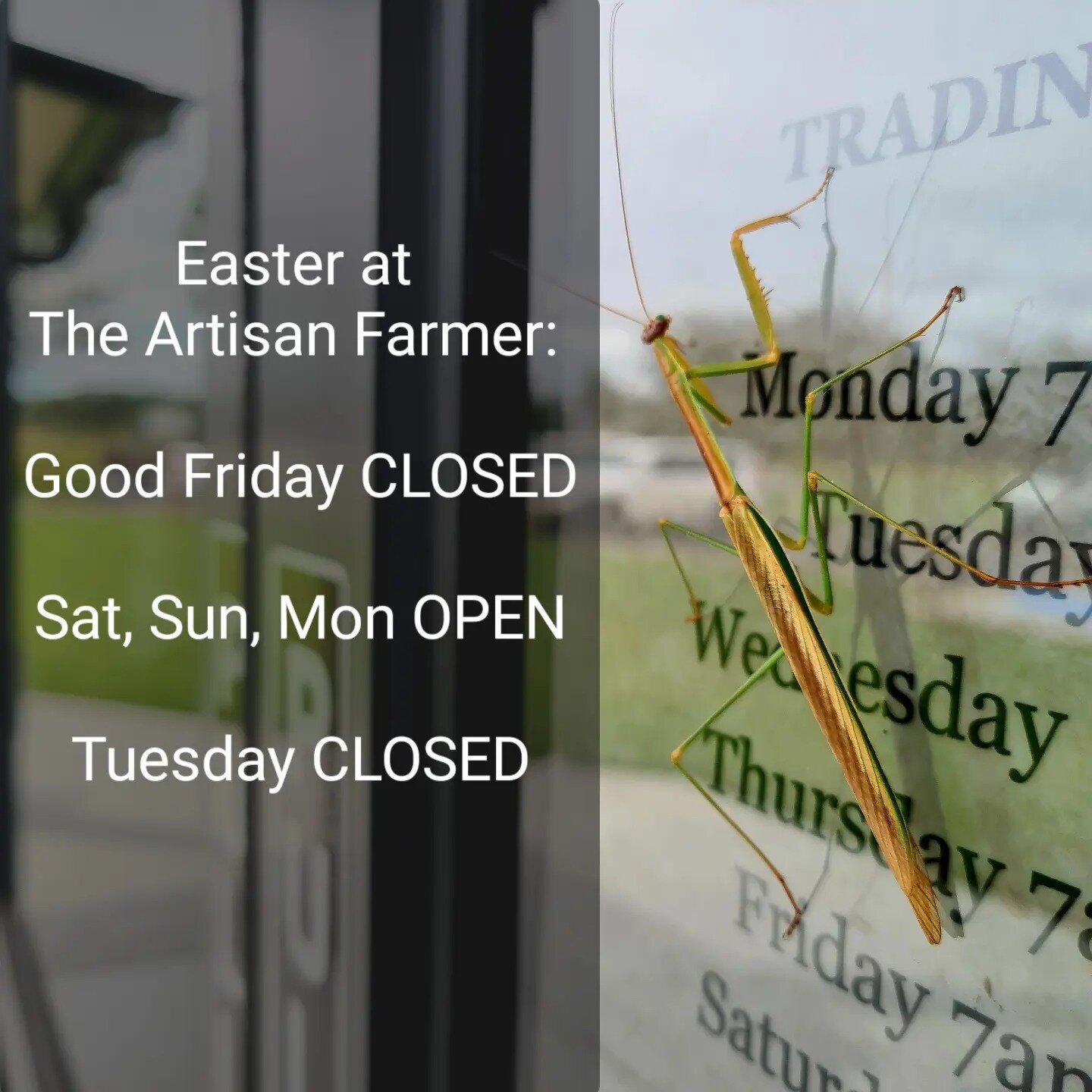 Planning a visit over Easter? See below to help you plan ahead... Opening hours are our usual 7am to 4pm (closed Tuesdays). Have a safe and relaxing break!

#stickinsect #prayingmantis #easterbreak #openinghours #theartisanfarmernabiac #nabiac #barri