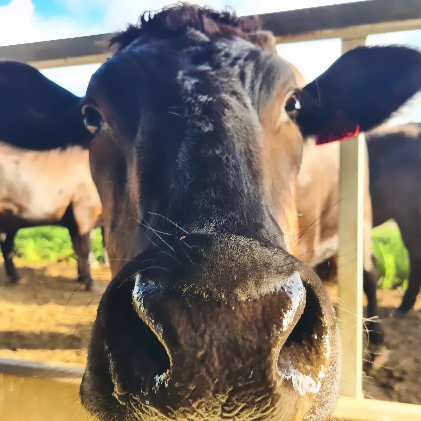 Smile! This Curious Cow interrupted her morning muesli breaky behind The Artisan Farmer for her 'selfie'! ❤️ 

#wagyucattle #wagyu #morning #curiouscows #animalselfie #theartisanfarmernabiac #nabiac #barringtoncoast #midnorthcoastnsw