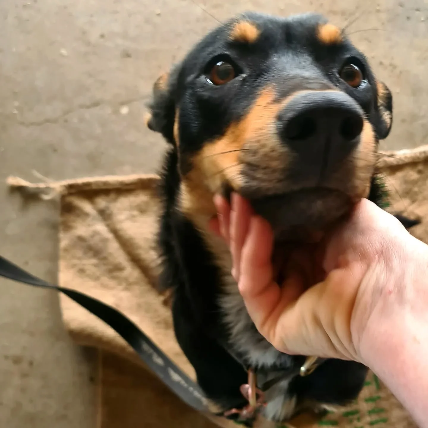 It can be hard containing all that puppy energy, but Bindy - our farm manager's kelpie - can reign it in (just!) for a bit of quiet adoration when she wants to! 
#kelpie #kelpiepup #workingdogs  #theartisanfarmernabiac #farmlife #nabiac #forstertunc