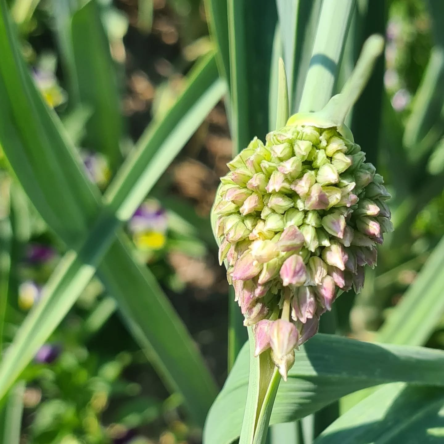 To cut or not to cut? That is the question asked when the garlic flowers raise their heads every year.  Planted late this year due to the autumnal rain (thus a much reduced crop), the bulbs are still small and need the energy (now going into the flow
